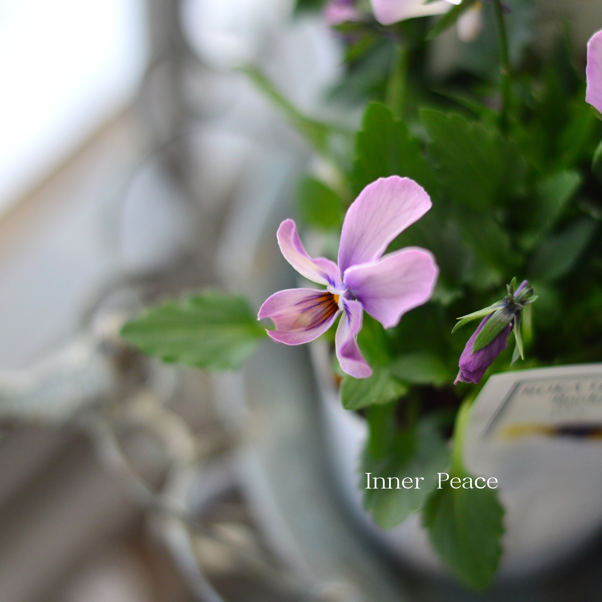 【美しい】 ビオラ ロカハーツ 『ルーキーズ・D』 3.5寸POT