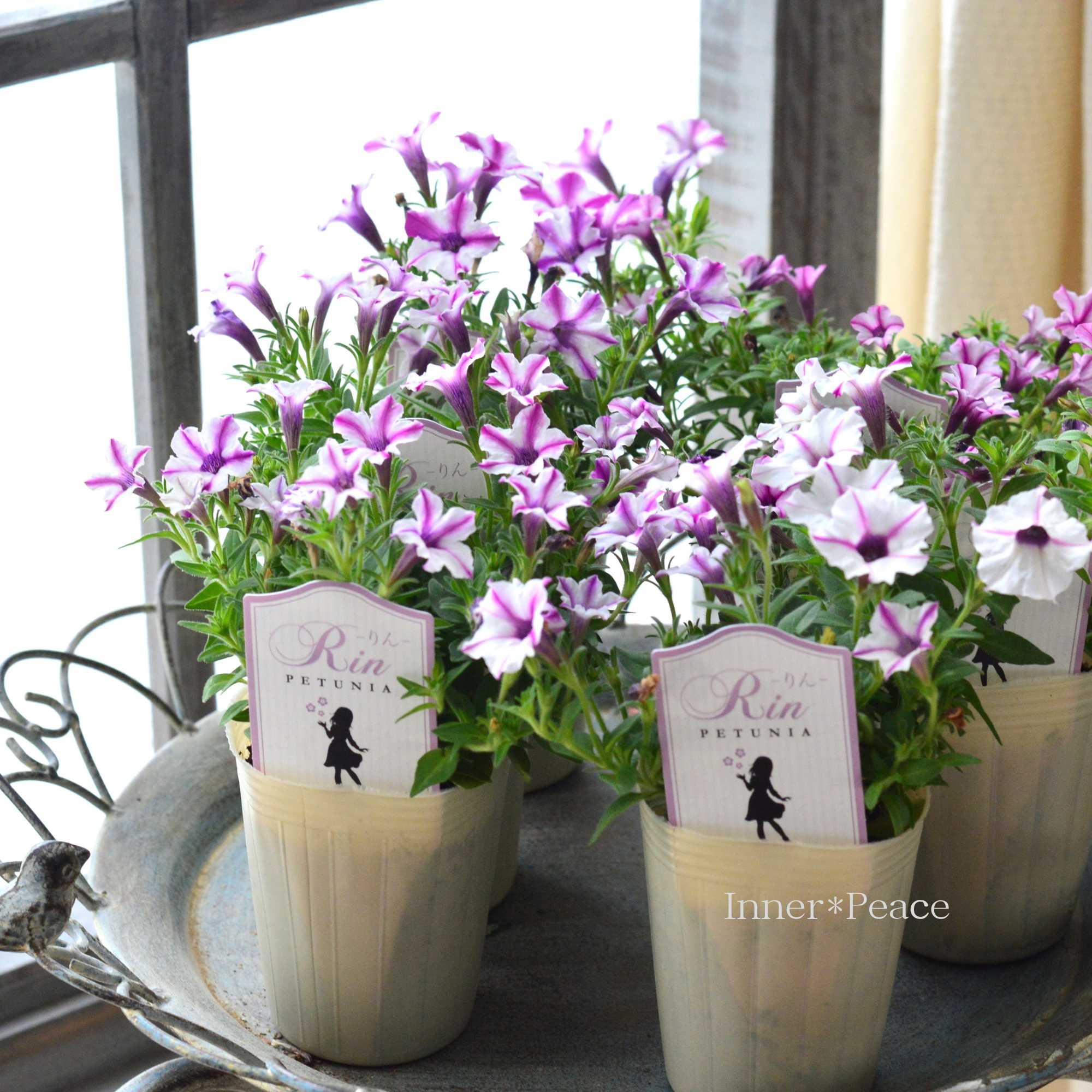 【おしゃれ】 ペチュニア 『りん D』 2.5寸ロングPOT