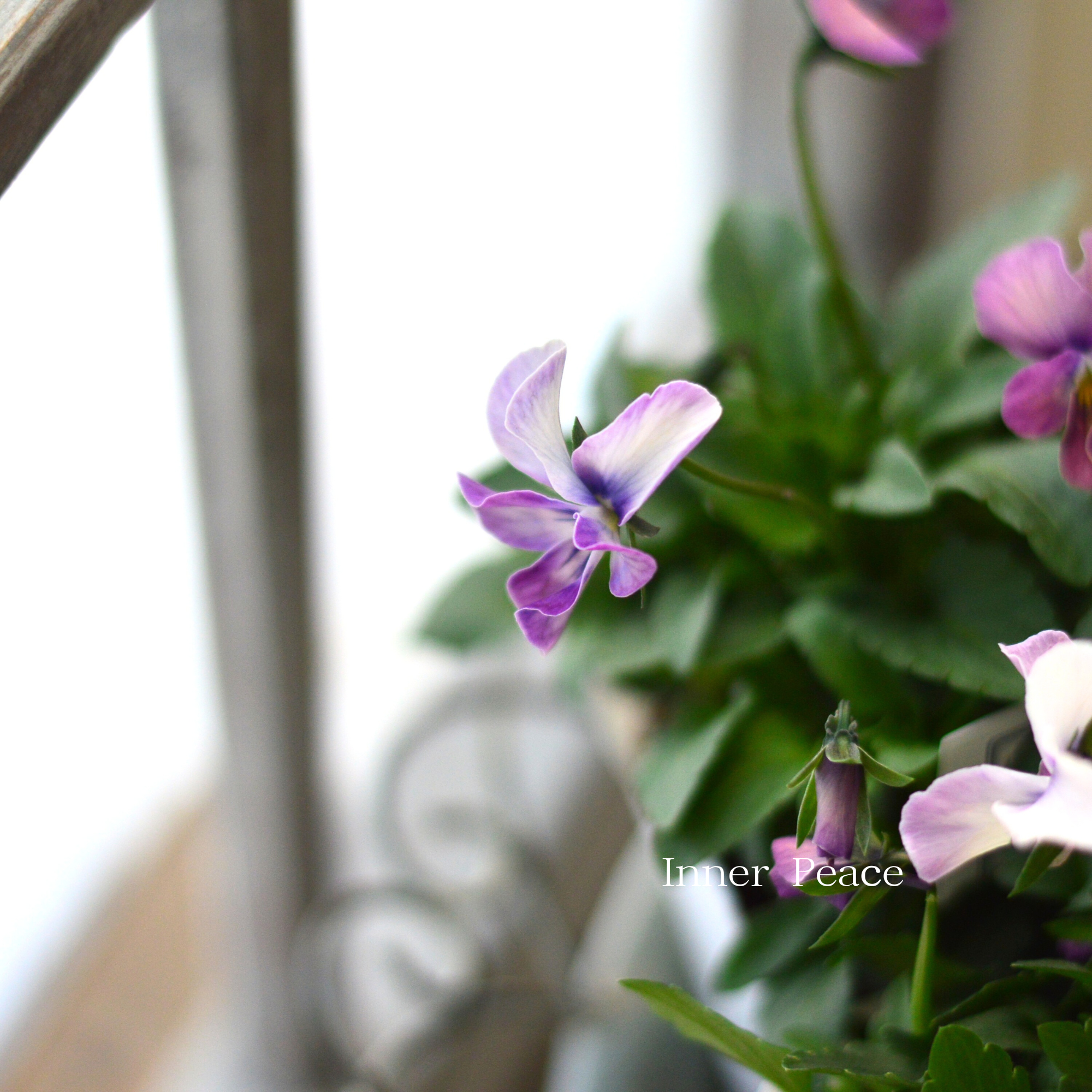 【美しい】 ビオラ ロカハーツ 『ルーキーズ・D』 3.5寸POT