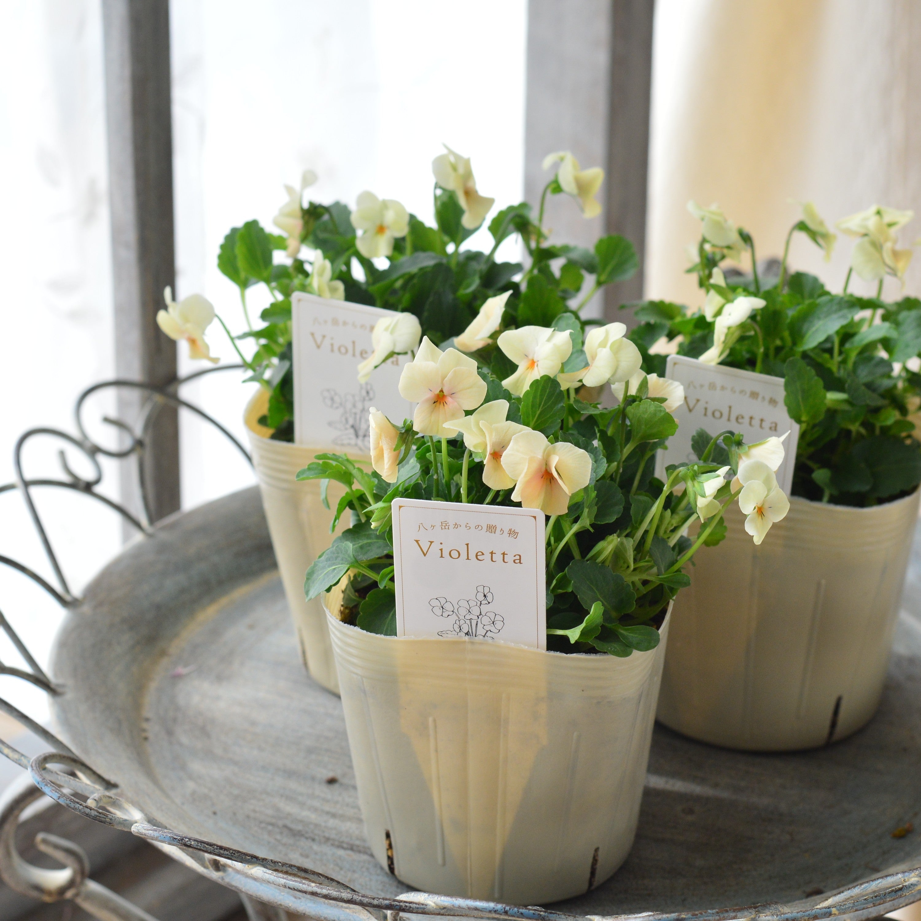 【かわいい】 小輪ビオラ 『ビオレッタ・A』 3.5寸POT