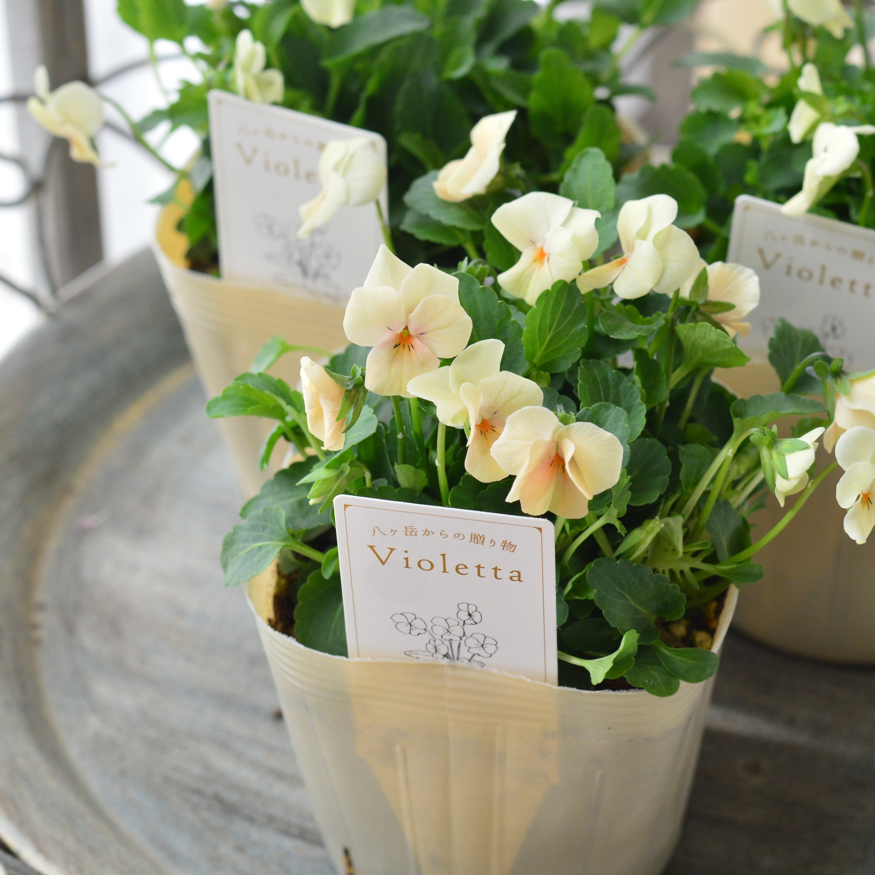 【かわいい】 小輪ビオラ 『ビオレッタ・A』 3.5寸POT