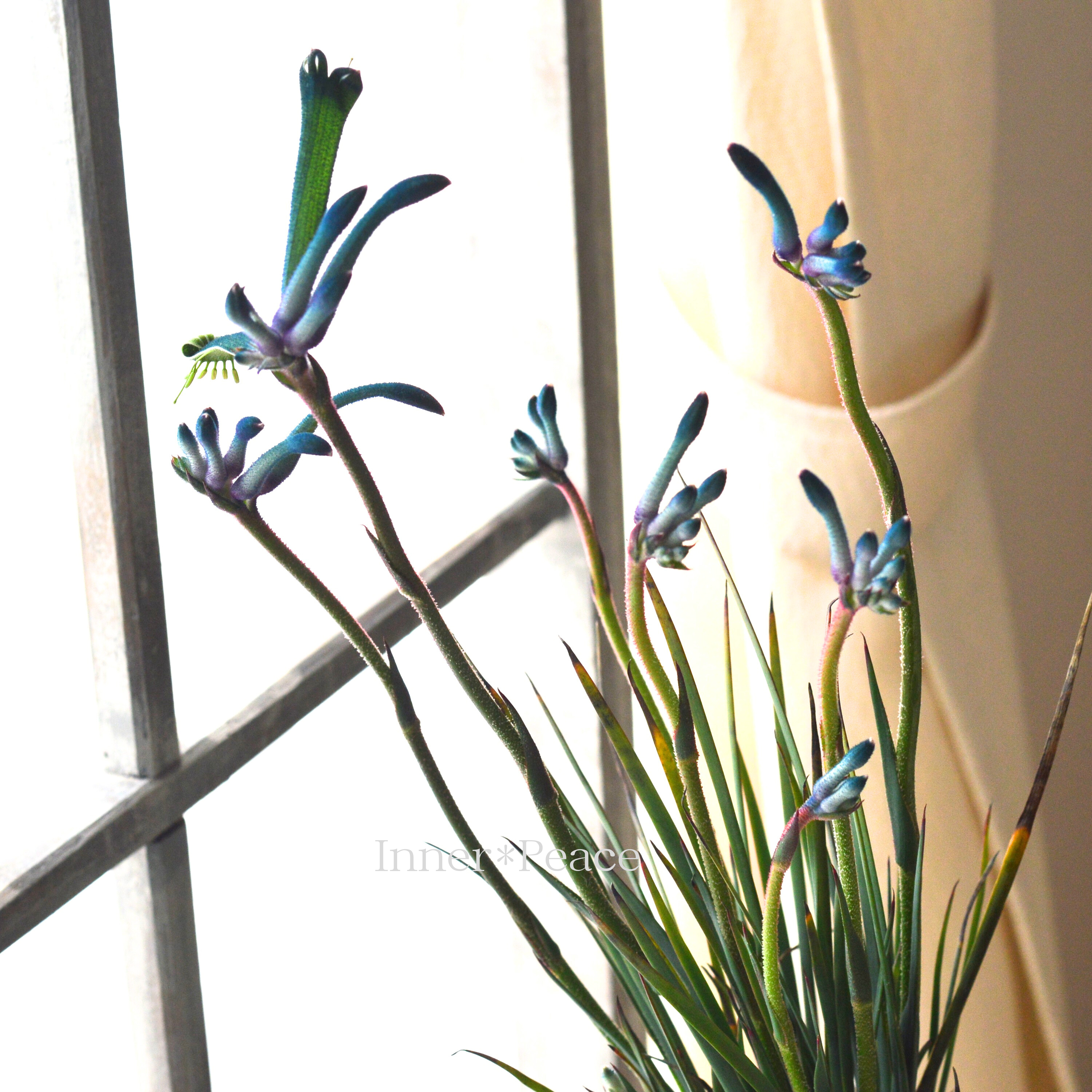 【個性的】 カンガルーポウ 『セレブ・マスカレイド』 3.5寸ロングPOT