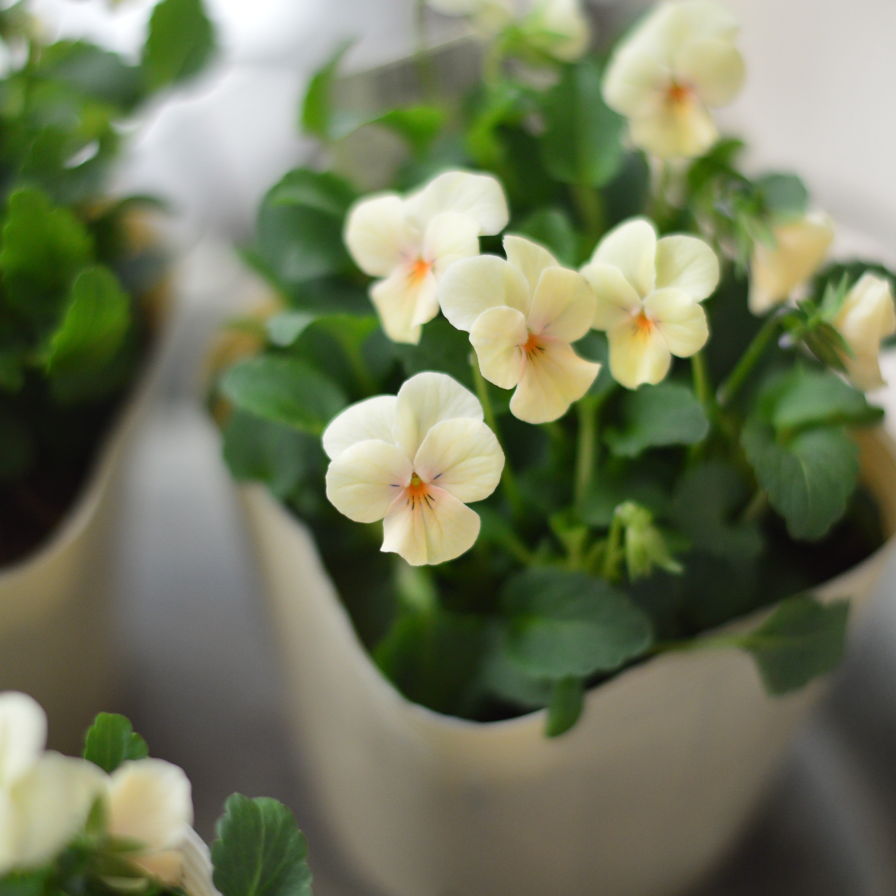 【かわいい】 小輪ビオラ 『ビオレッタ・A』 3.5寸POT