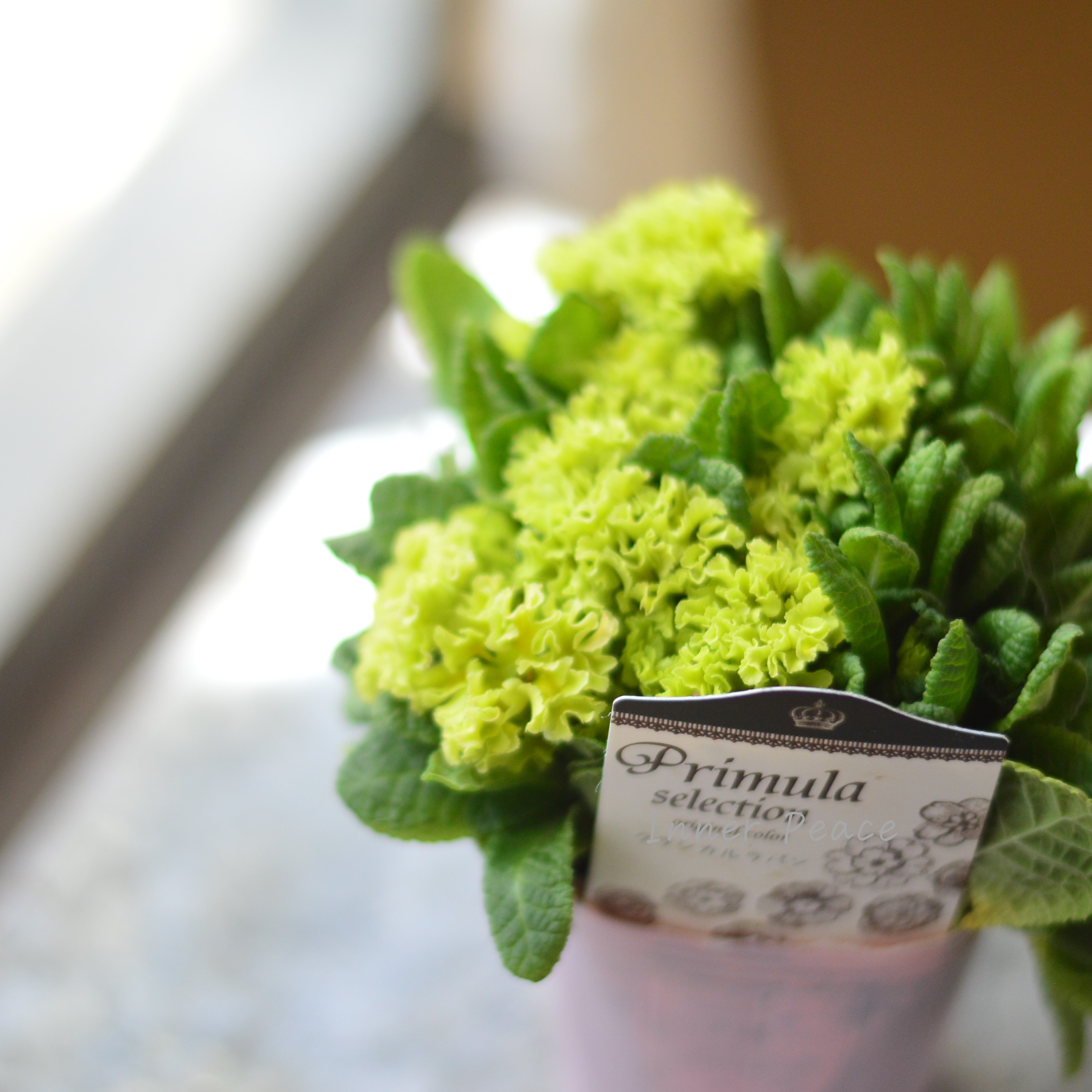 【k-plantsさん】 フリンジ咲き プリムラ 『クラシカルラパン・D』 2.5寸ロングPOT