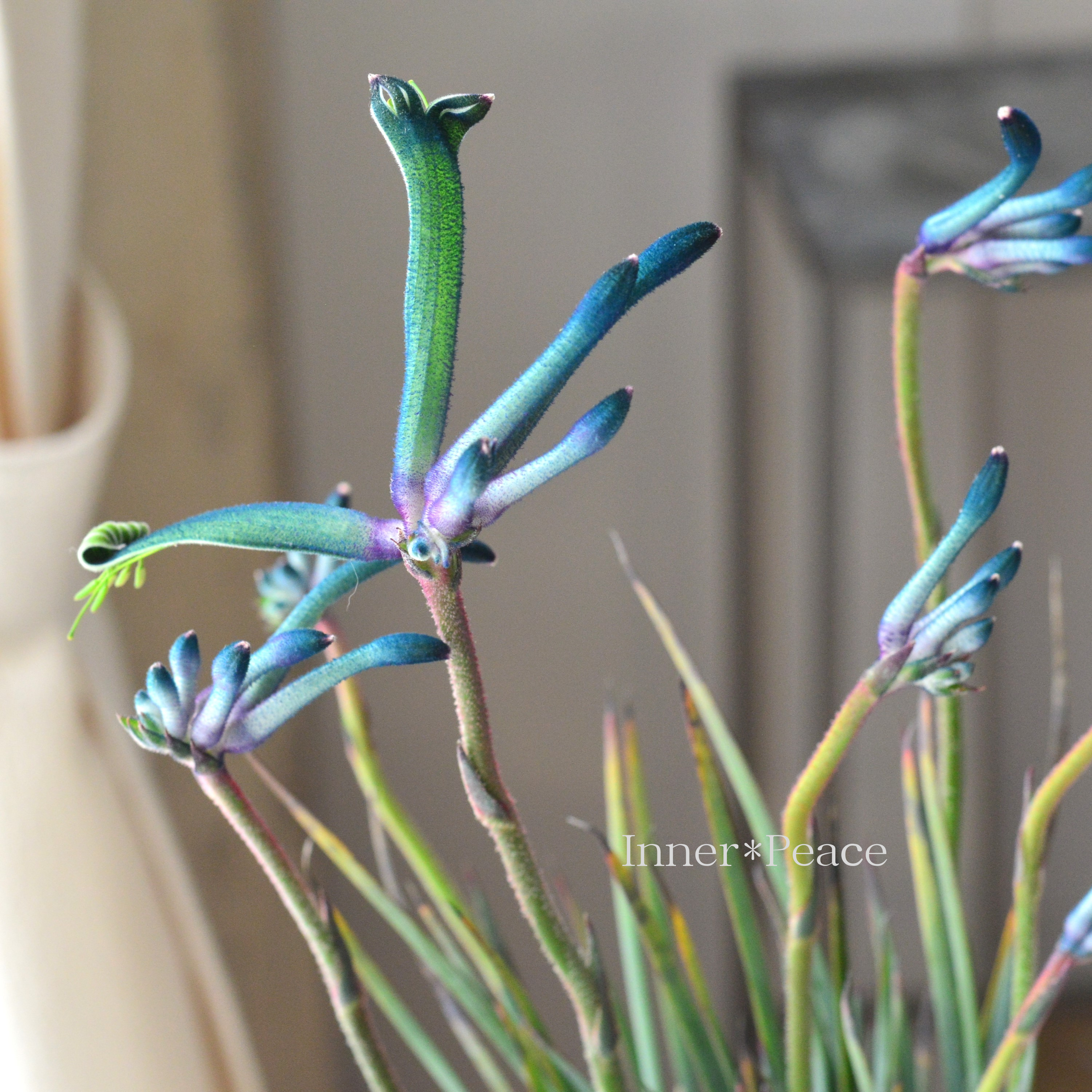 【個性的】 カンガルーポウ 『セレブ・マスカレイド』 3.5寸ロングPOT