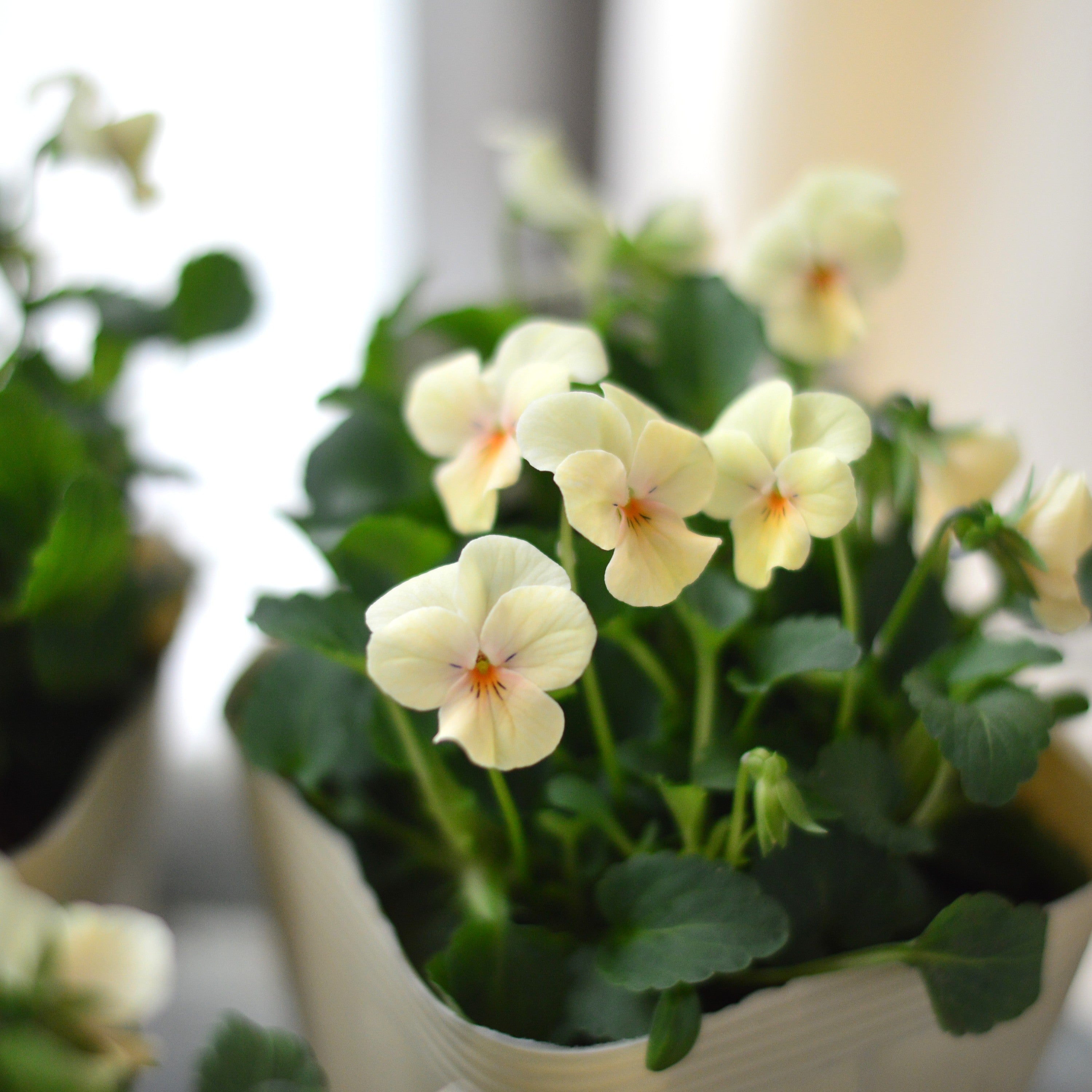 【かわいい】 小輪ビオラ 『ビオレッタ・A』 3.5寸POT