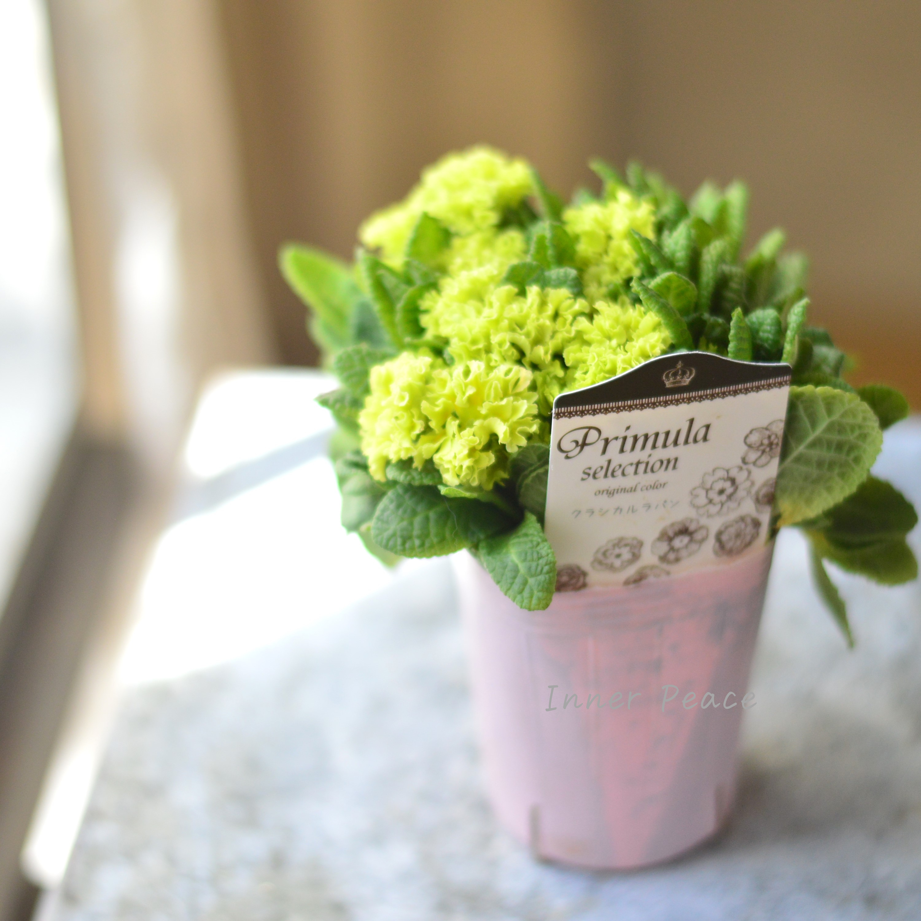 【k-plantsさん】 フリンジ咲き プリムラ 『クラシカルラパン・D』 2.5寸ロングPOT