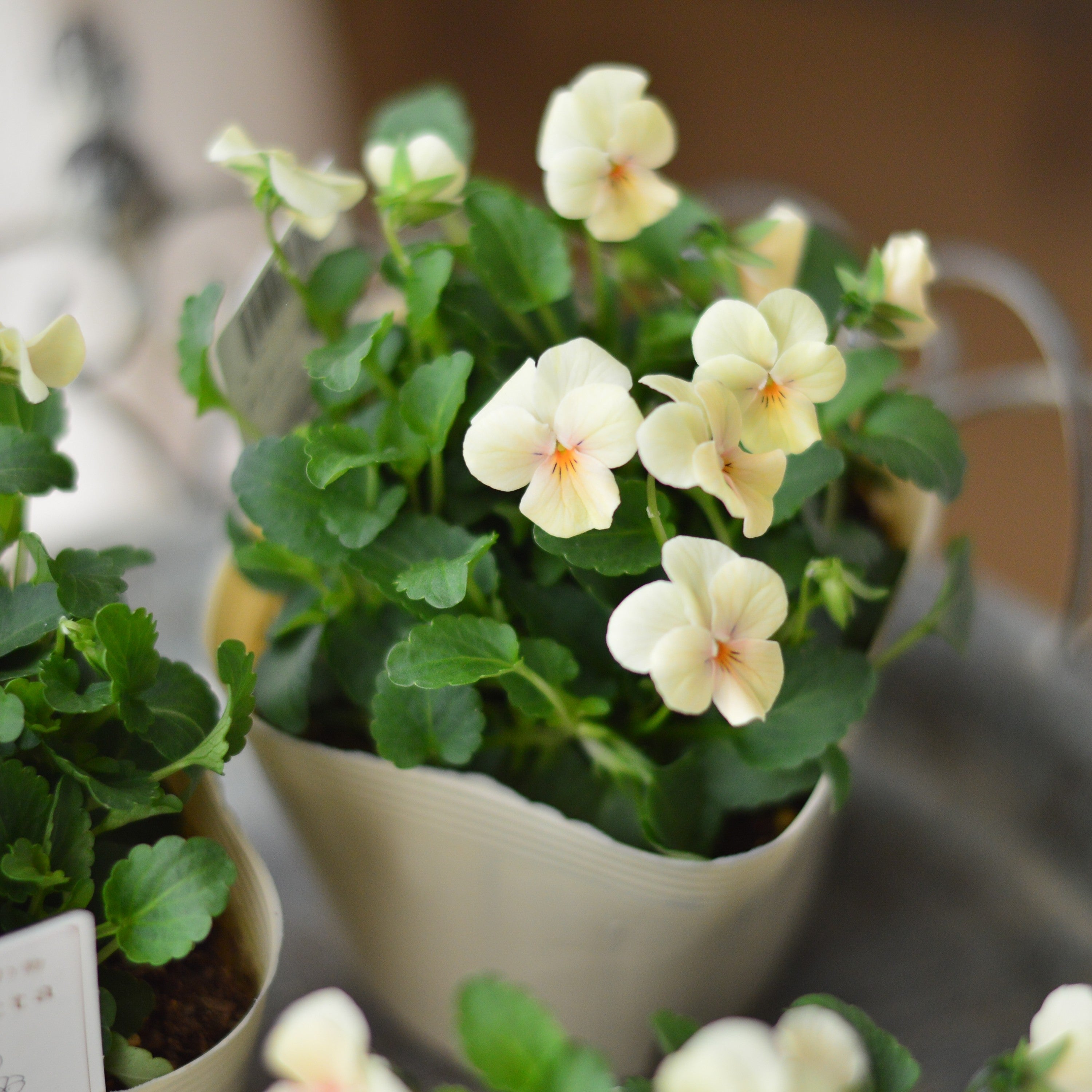 【かわいい】 小輪ビオラ 『ビオレッタ・A』 3.5寸POT