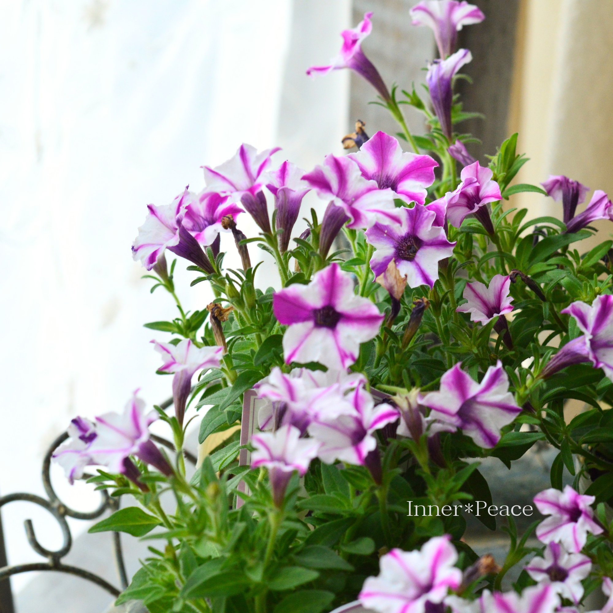 【おしゃれ】 ペチュニア 『りん D』 2.5寸ロングPOT