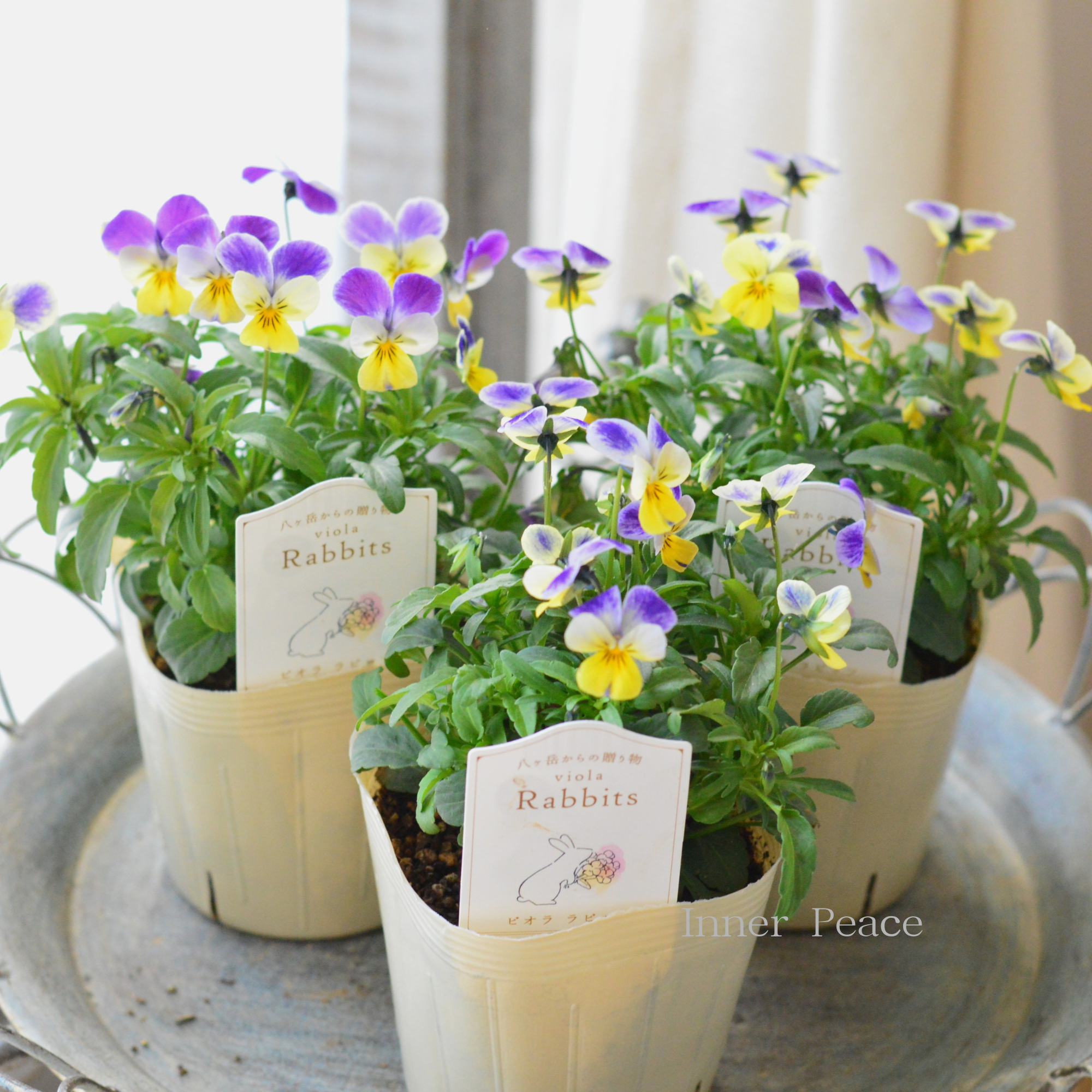 【VEGIHANA FARMさん】 ビオラ 『ラビッツ・D』 3.5寸POT