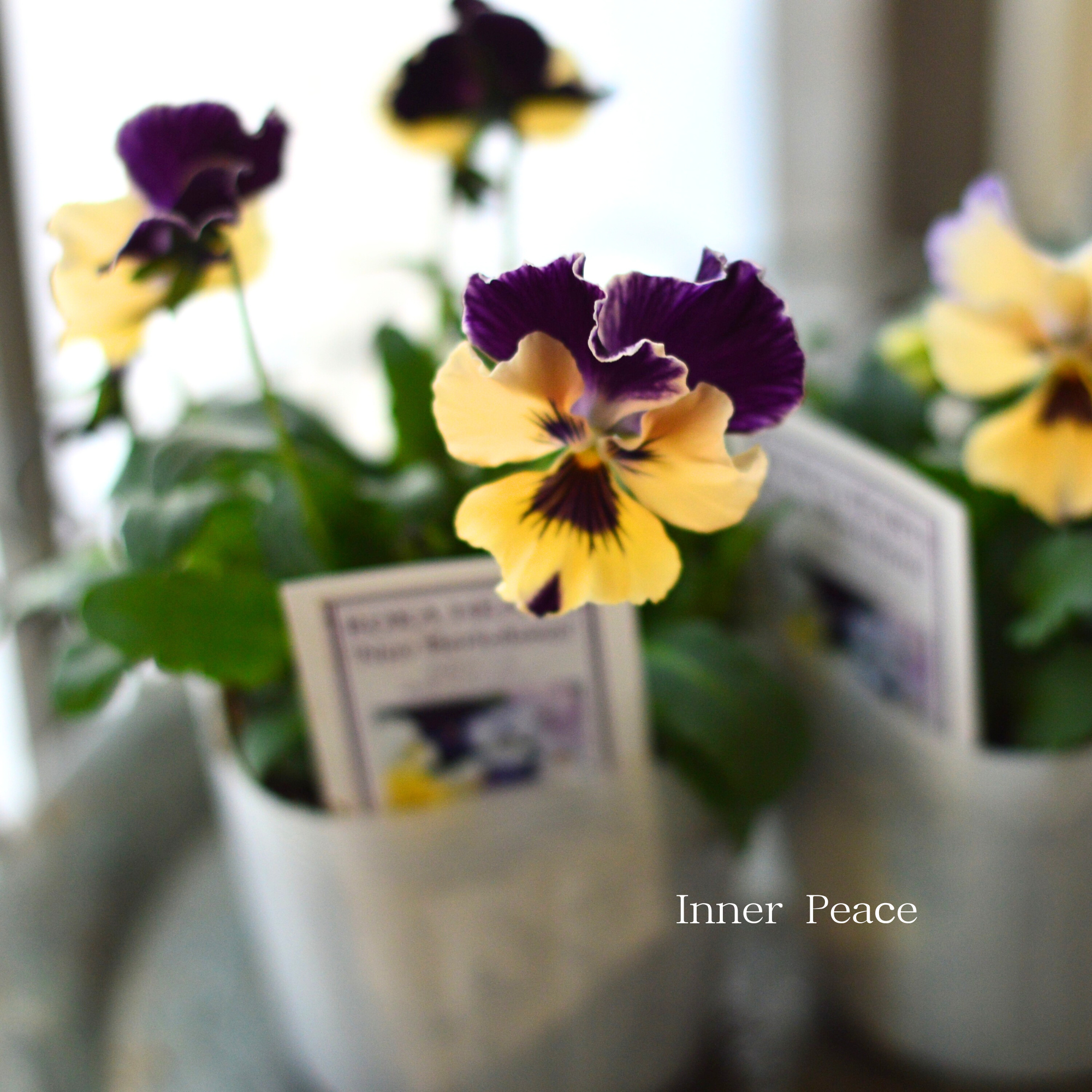 【美しい】 ビオラ ロカハーツ 『ネオベルトロニー・D』 3.5寸POT