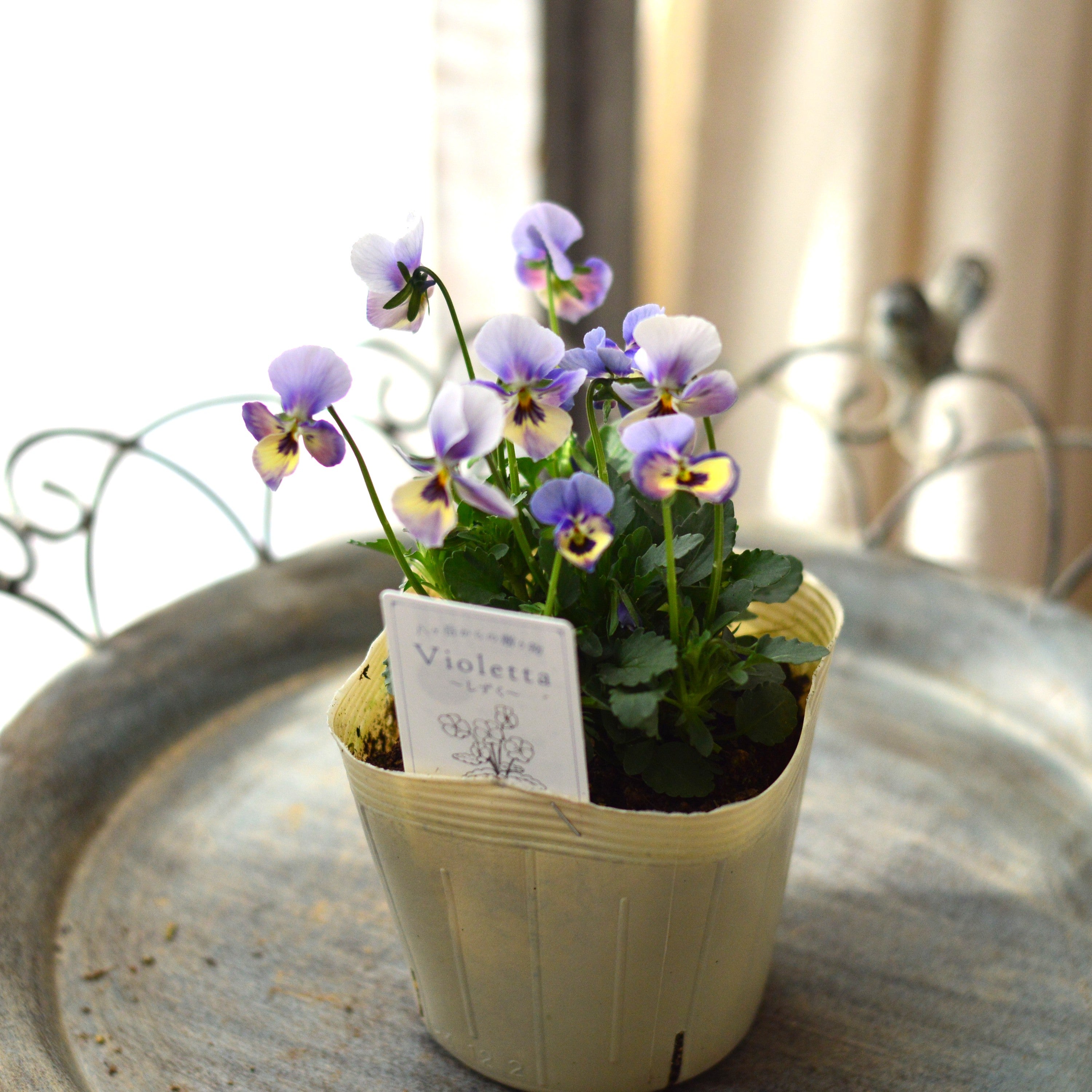 【VEGIHANA FARMさん】 小輪ビオラ 『ビオレッタ・しずく G』 3.5寸POT