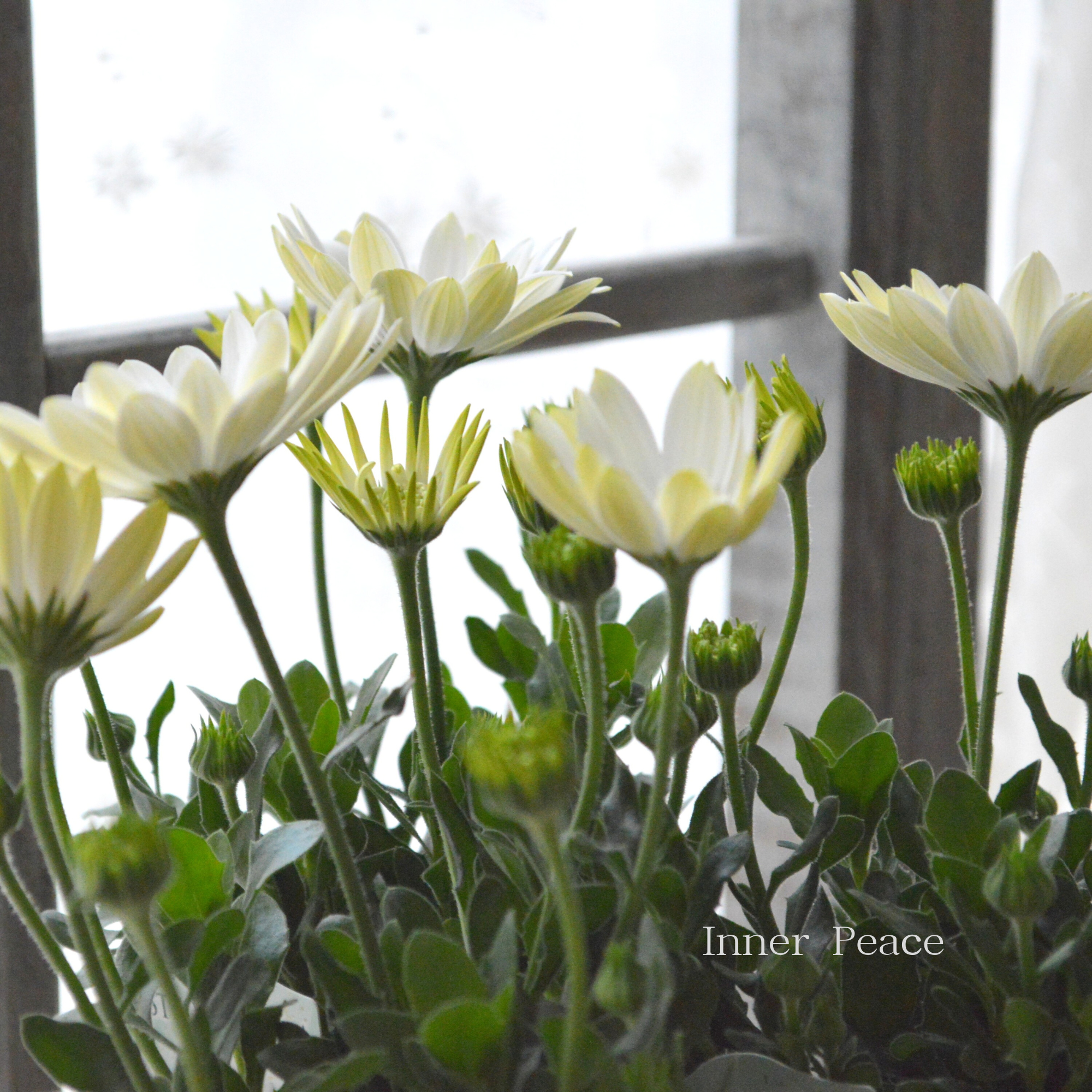 【美しい】 オステオスペルマム 『3D・ホワイト』 3.5寸POT