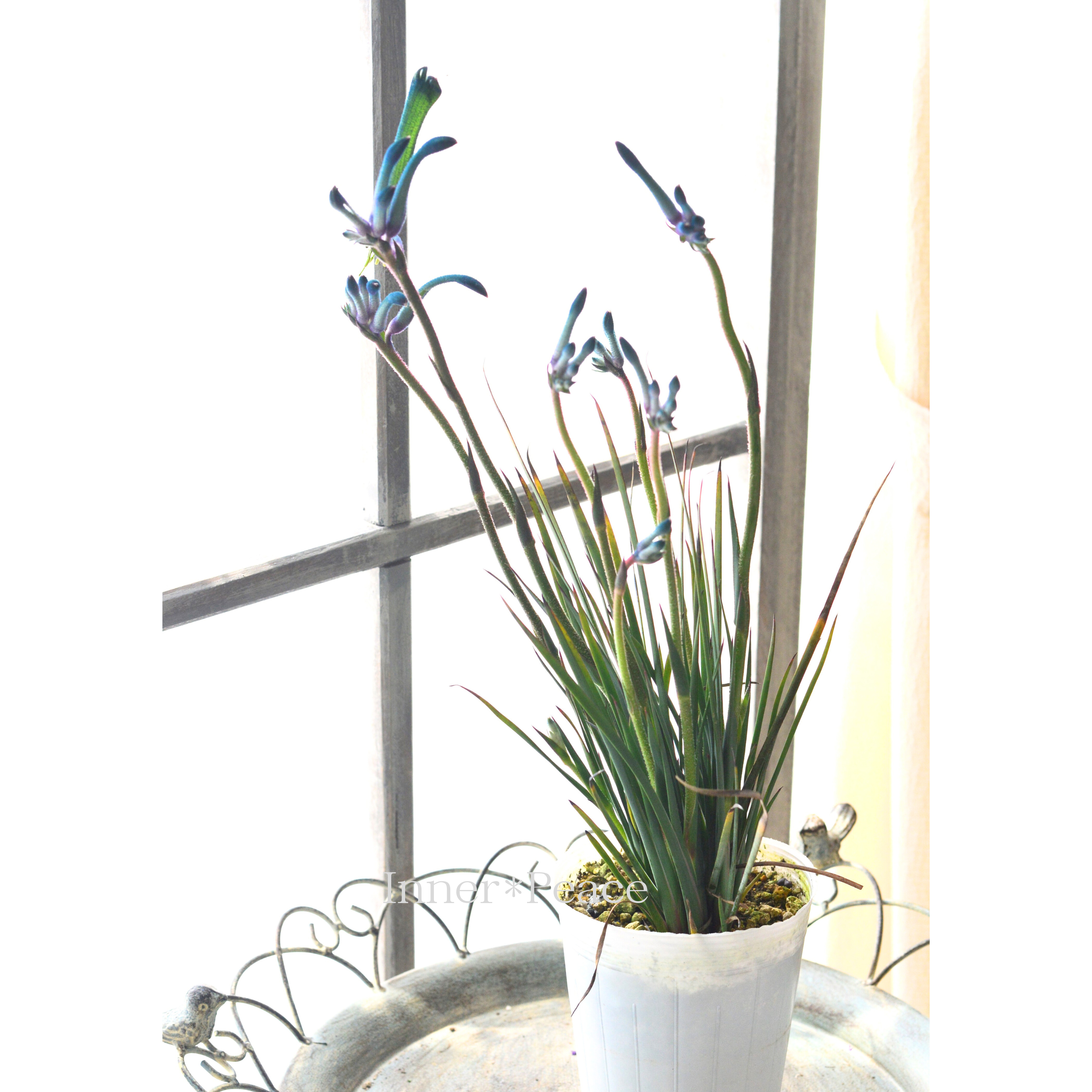 【個性的】 カンガルーポウ 『セレブ・マスカレイド』 3.5寸ロングPOT