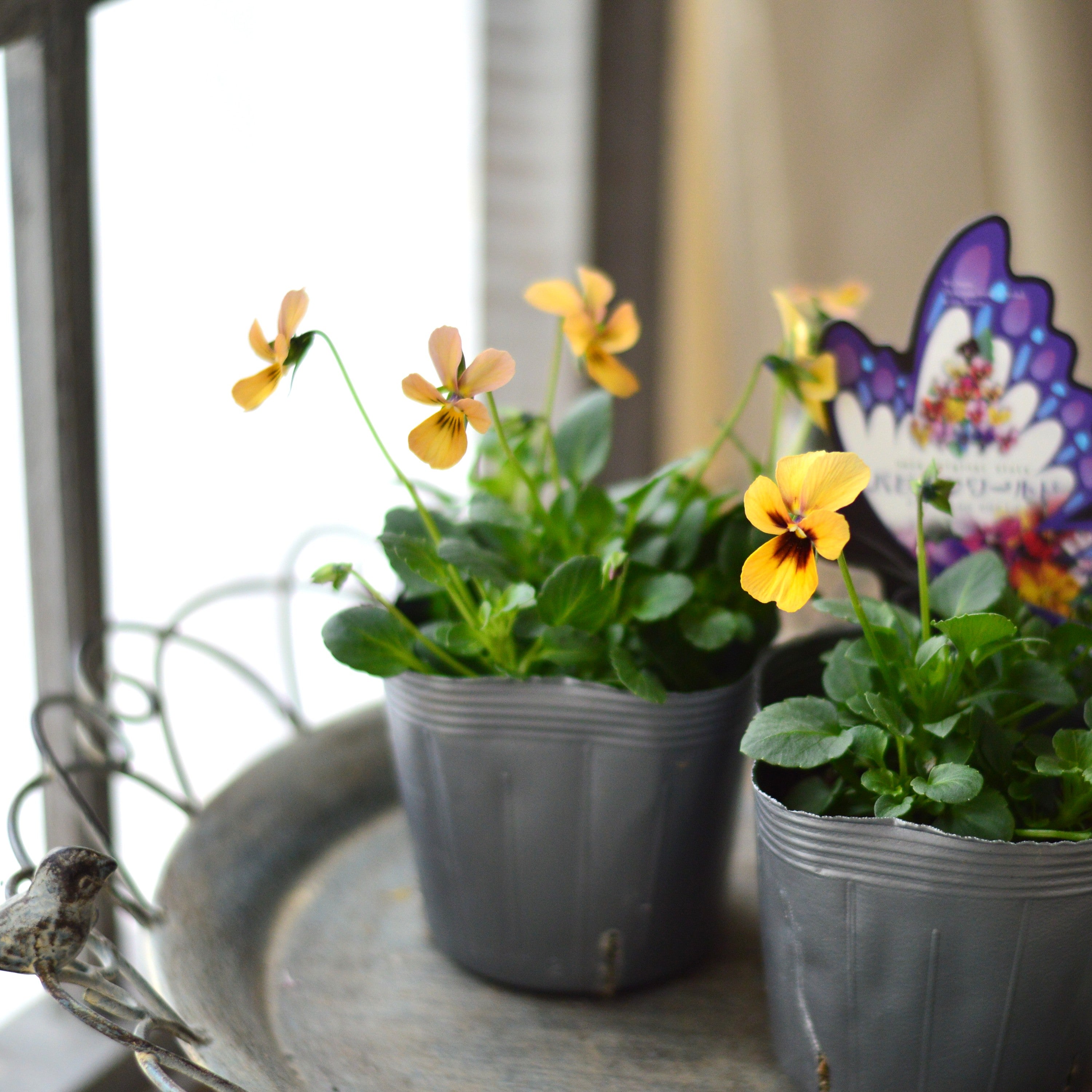 【うえたさん育種】 ビオラ 『パピヨンワールド・D』 3.5寸POT