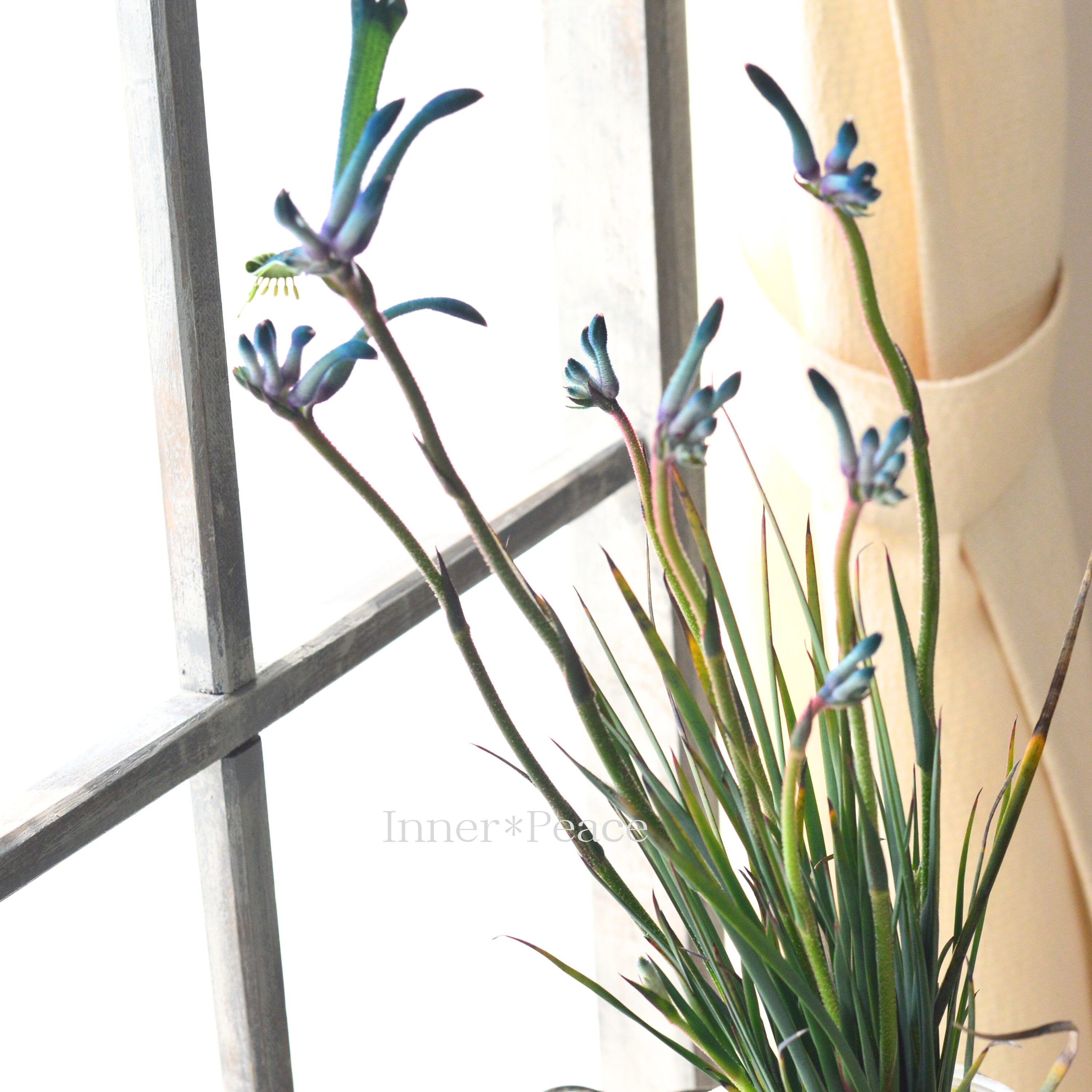 【個性的】 カンガルーポウ 『セレブ・マスカレイド』 3.5寸ロングPOT