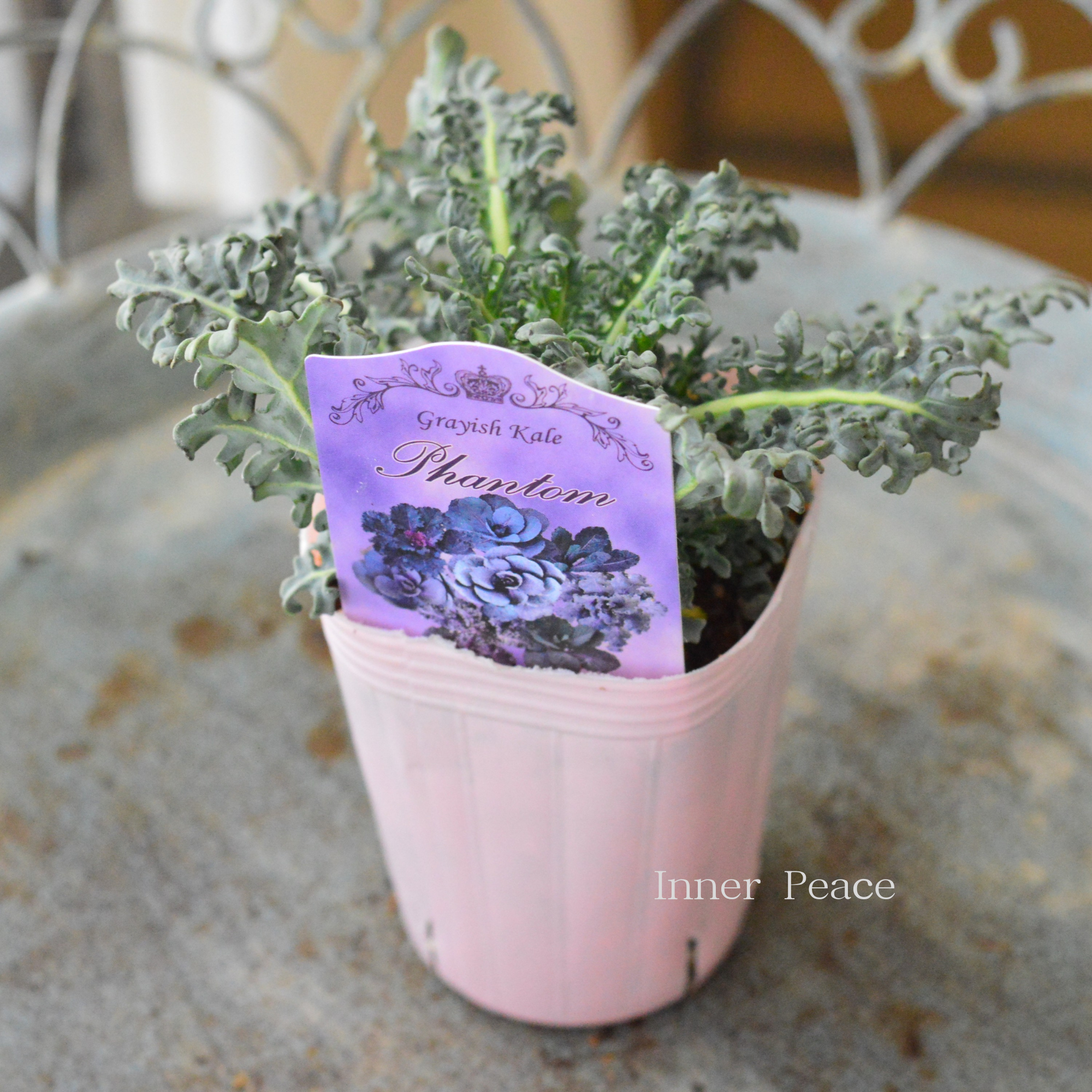 【k-plantsさん】 グレイッシュケール 『ファントム・D』 2寸POT