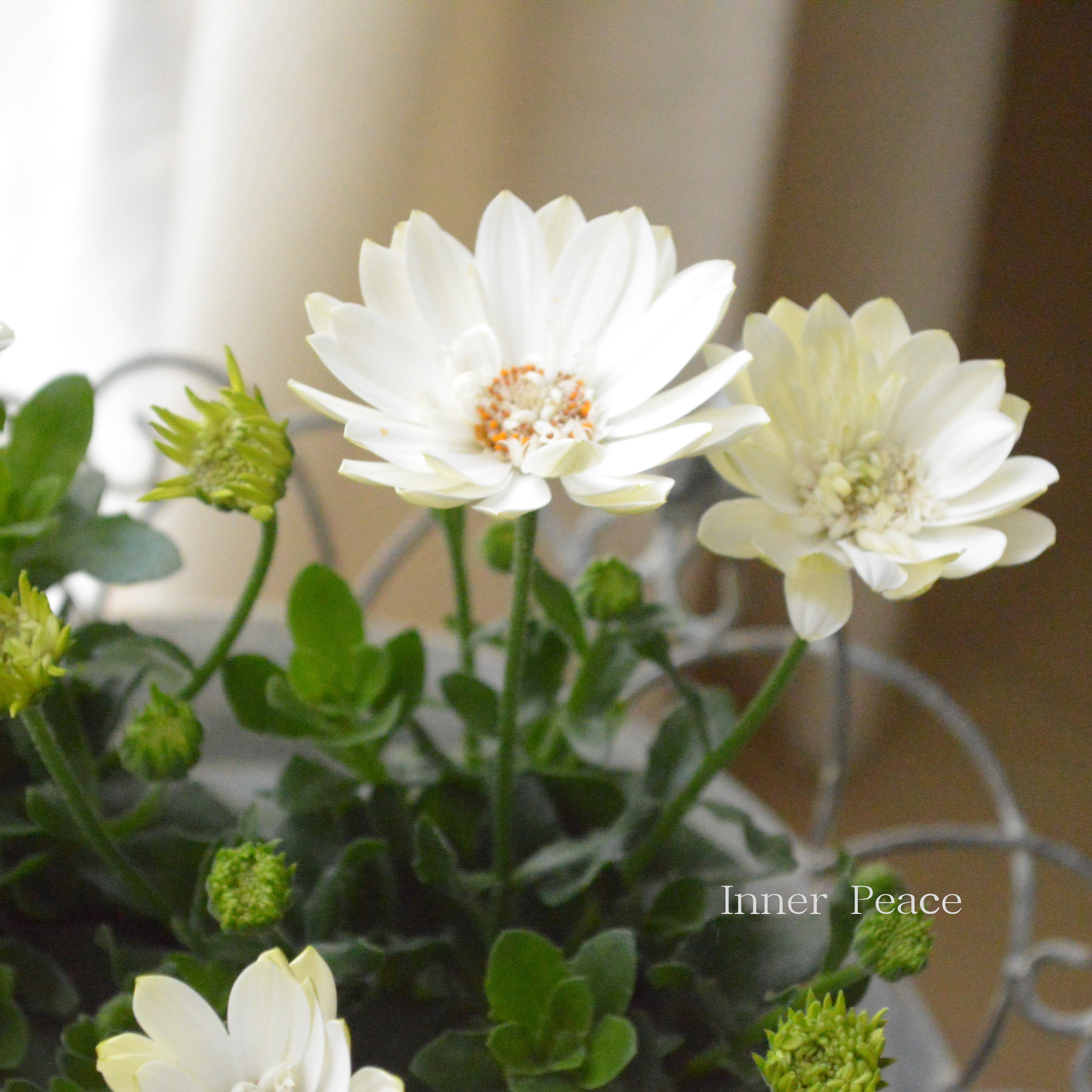 【美しい】 オステオスペルマム 『3D・ホワイト』 3.5寸POT