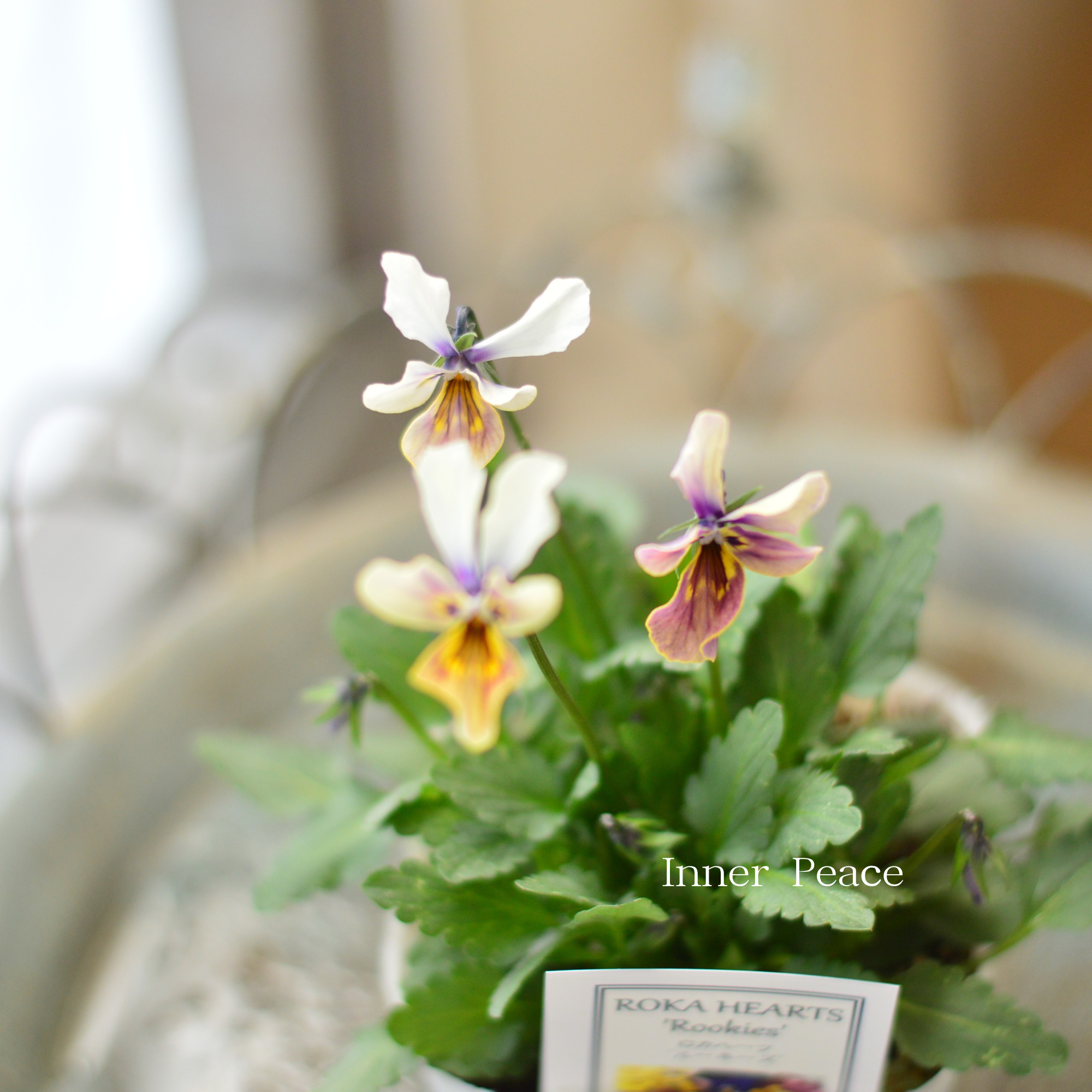 【美しい】 ビオラ ロカハーツ 『ルーキーズ・E』 3.5寸POT