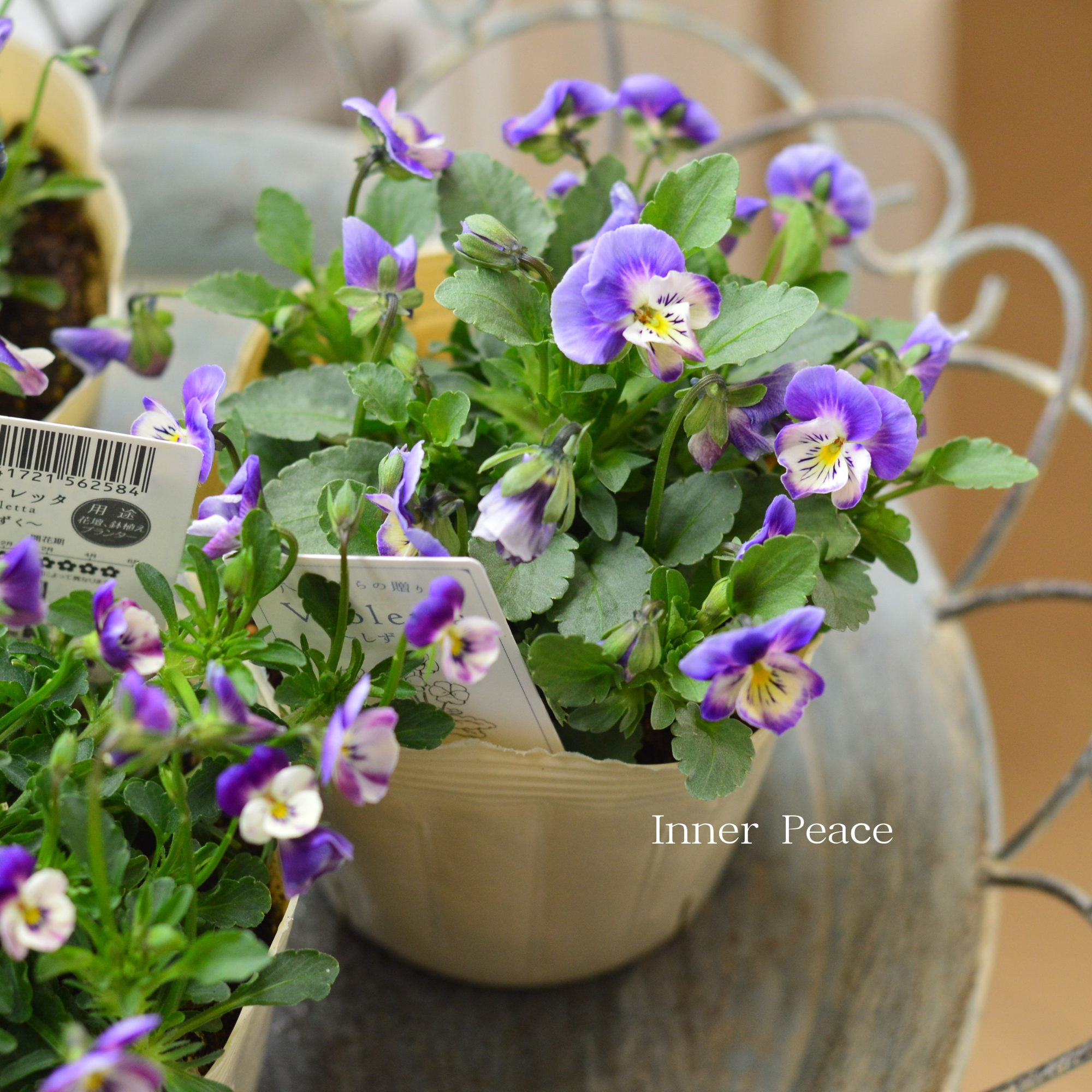【VEGIHANA FARMさん】 小輪ビオラ 『ビオレッタ・しずく E』 3.5寸POT