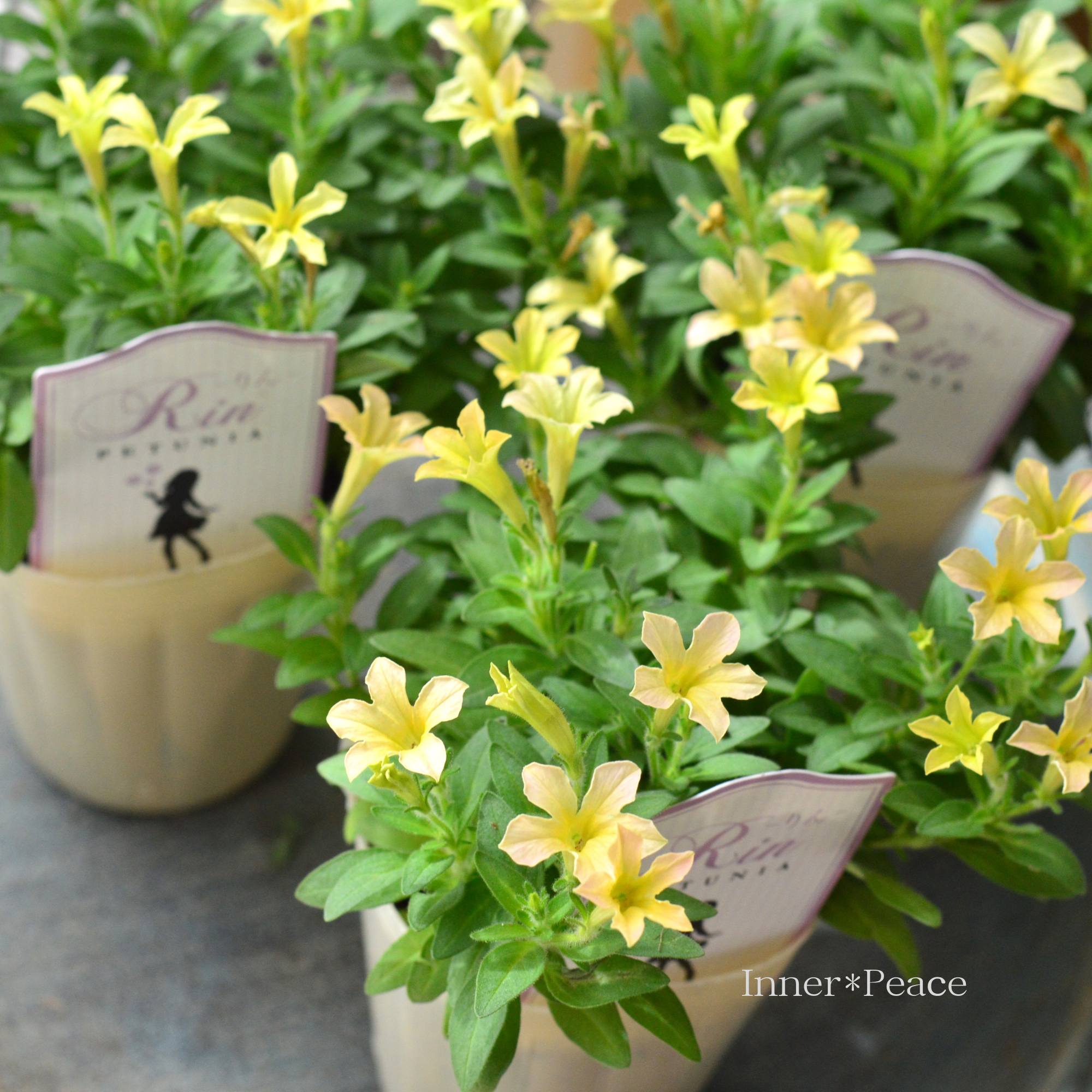 【おしゃれ】 ペチュニア 『りん E』 2.5寸ロングPOT