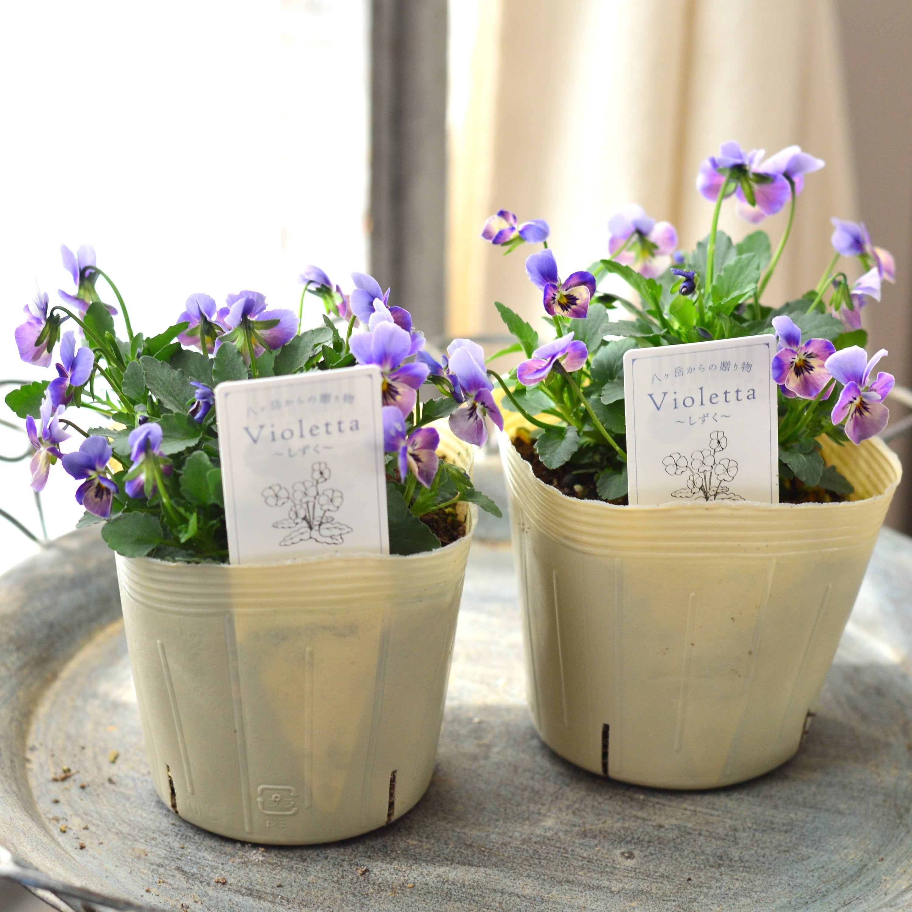 【VEGIHANA FARMさん】 小輪ビオラ 『ビオレッタ・しずく E』 3.5寸POT