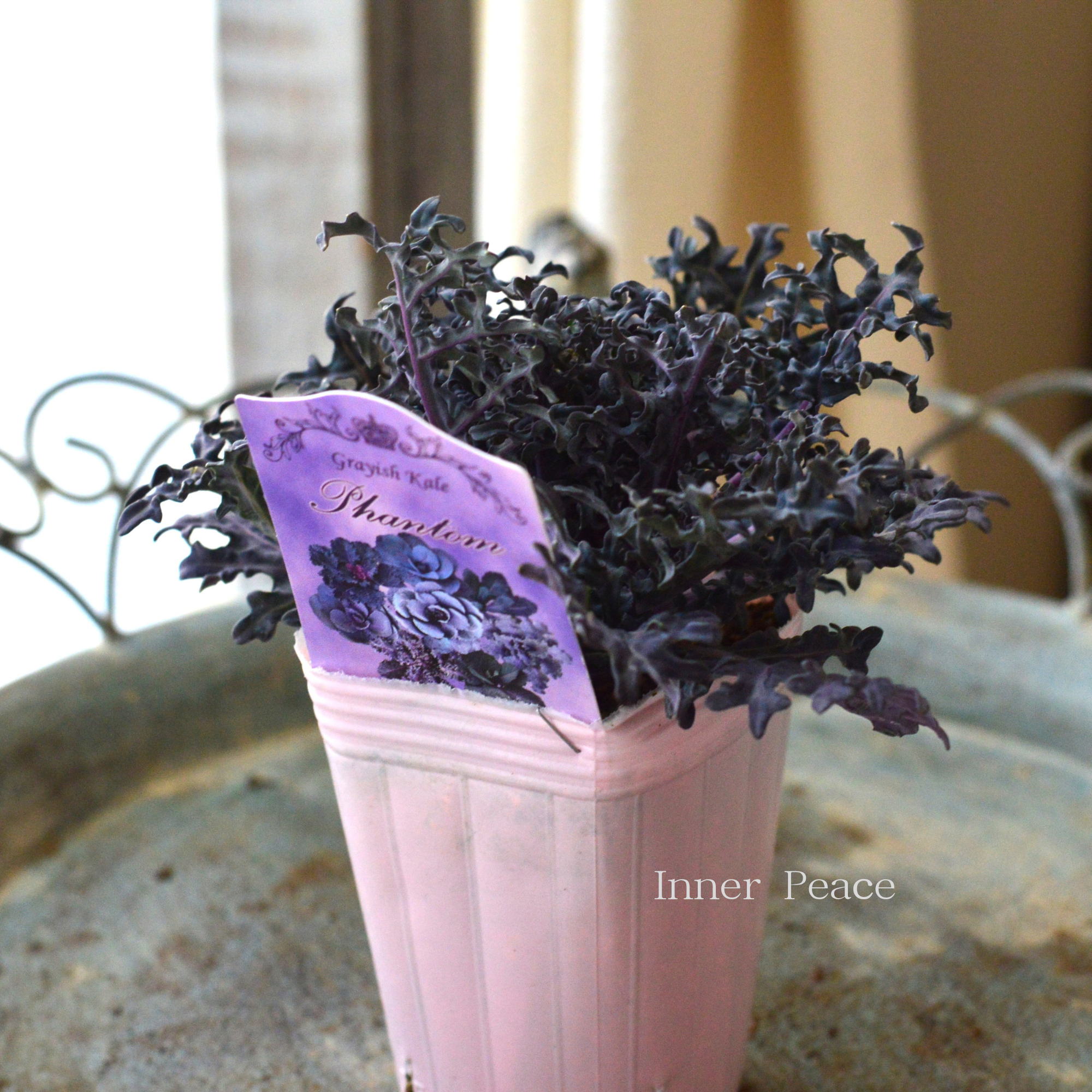 【k-plantsさん】 グレイッシュケール 『ファントム・E』 2寸POT