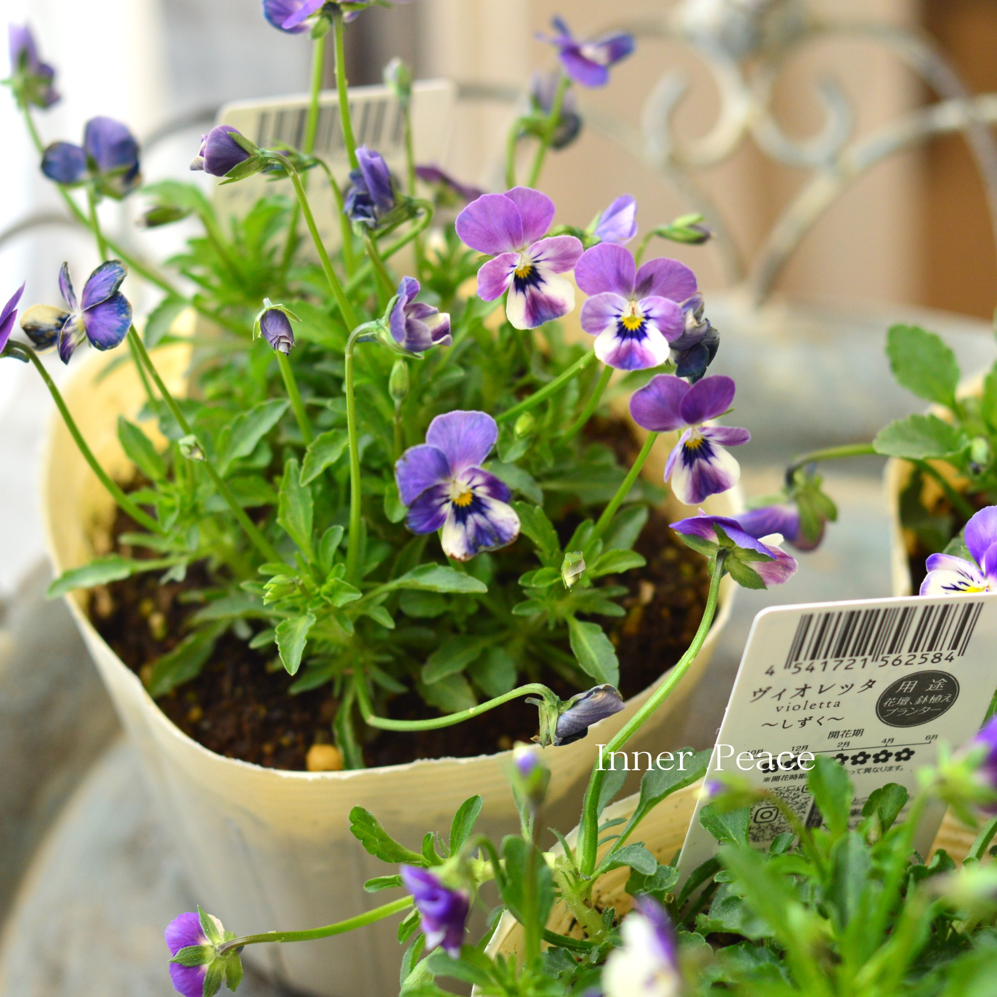 【VEGIHANA FARMさん】 小輪ビオラ 『ビオレッタ・しずく E』 3.5寸POT