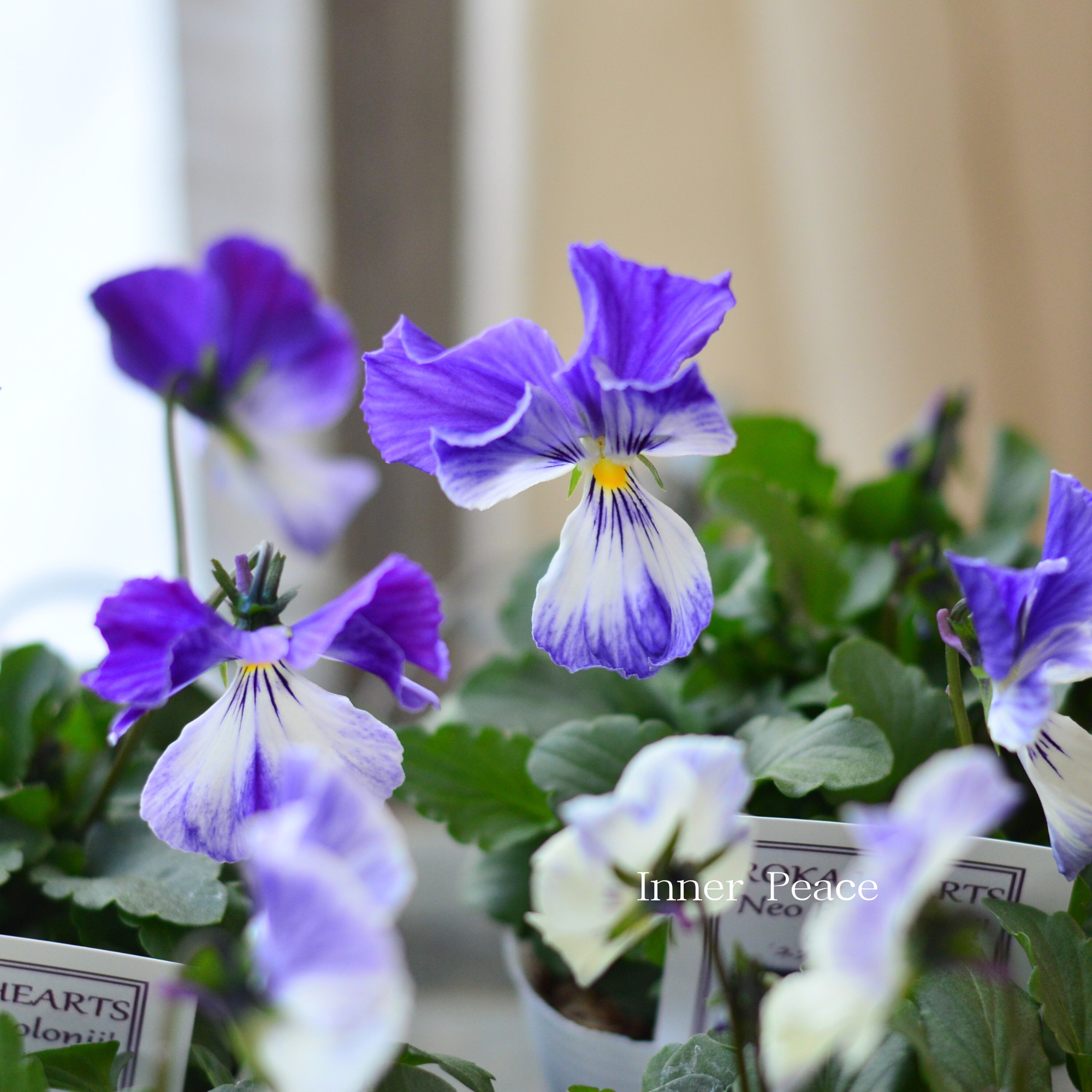 【美しい】 ビオラ ロカハーツ 『ネオベルトロニー・E』 3.5寸POT