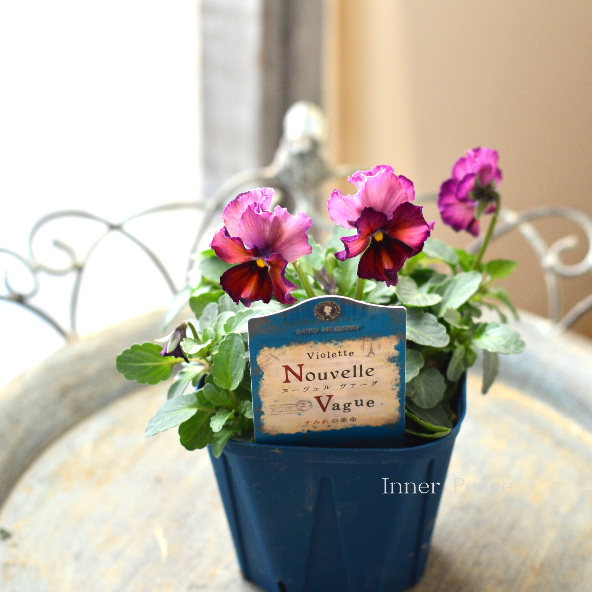 【サトウ園芸さん】 ビオラ 『ヌーベルヴァーグ~すみれの革命~ E』 3.5寸硬質POT