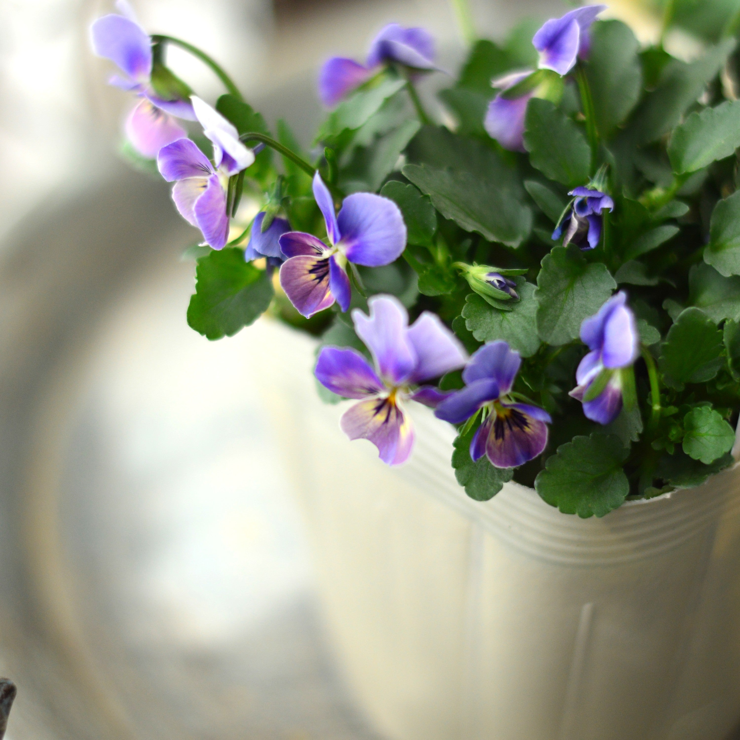 【VEGIHANA FARMさん】 小輪ビオラ 『ビオレッタ・しずく E』 3.5寸POT