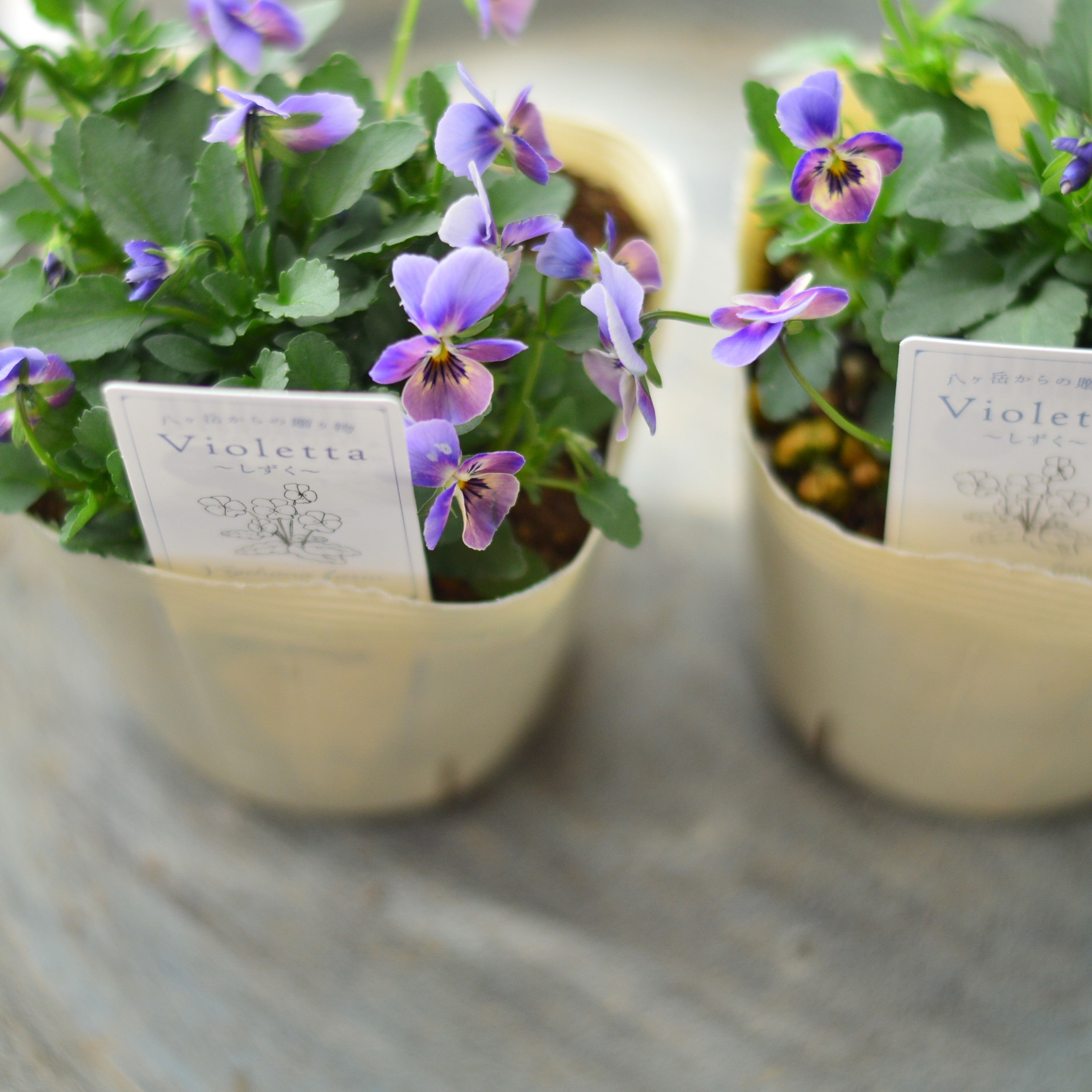 【VEGIHANA FARMさん】 小輪ビオラ 『ビオレッタ・しずく E』 3.5寸POT