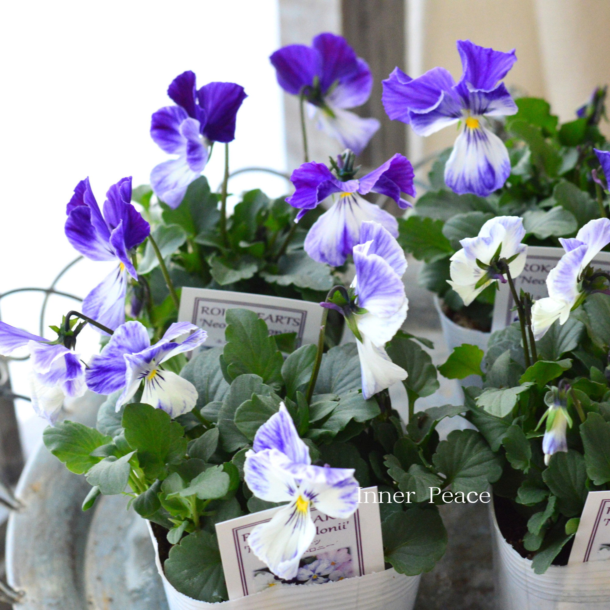 【美しい】 ビオラ ロカハーツ 『ネオベルトロニー・E』 3.5寸POT