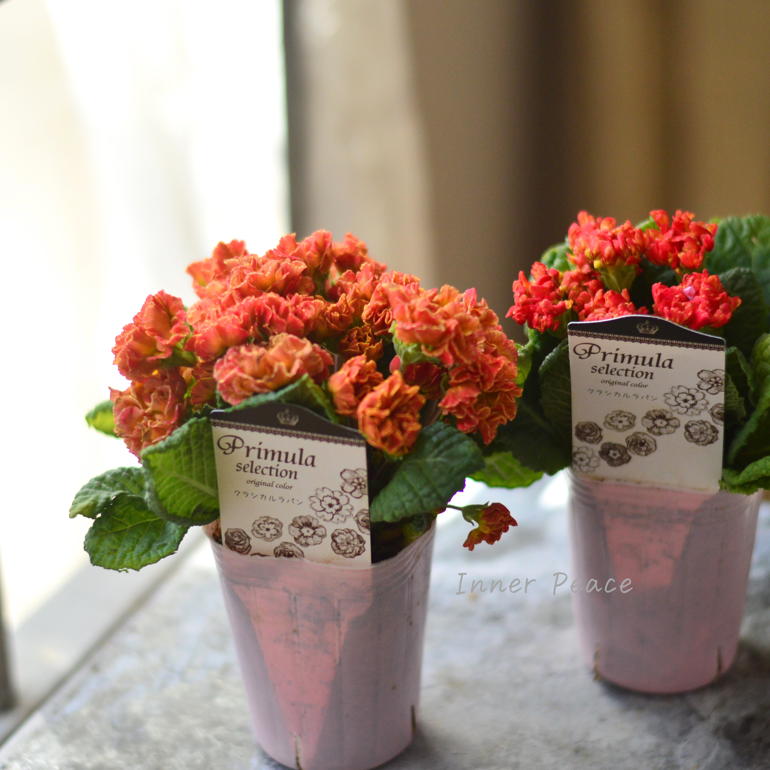 【k-plantsさん】 フリンジ咲き プリムラ 『クラシカルラパン・E』 2.5寸ロングPOT