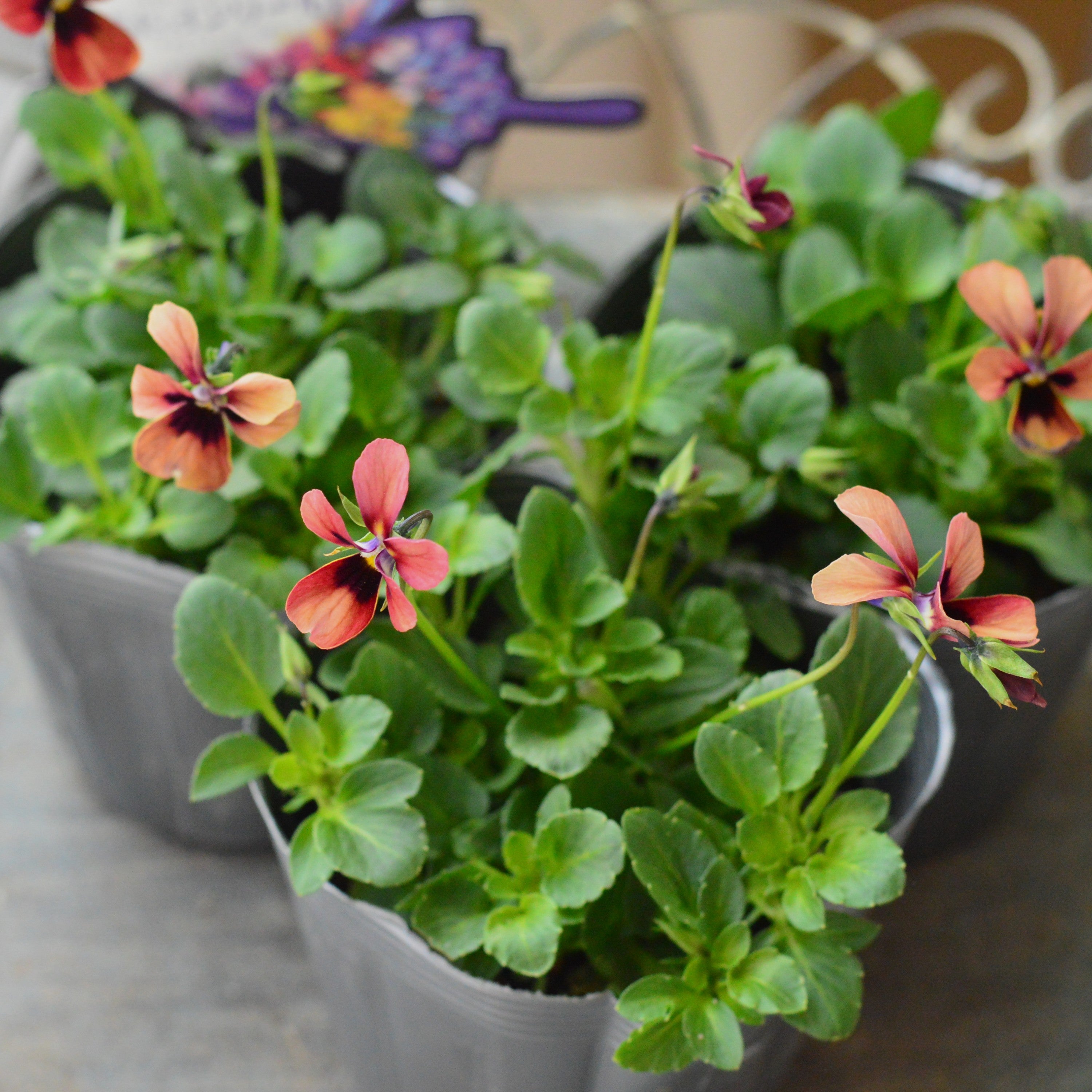 【うえたさん育種】 ビオラ 『パピヨンワールド・E』 3.5寸POT