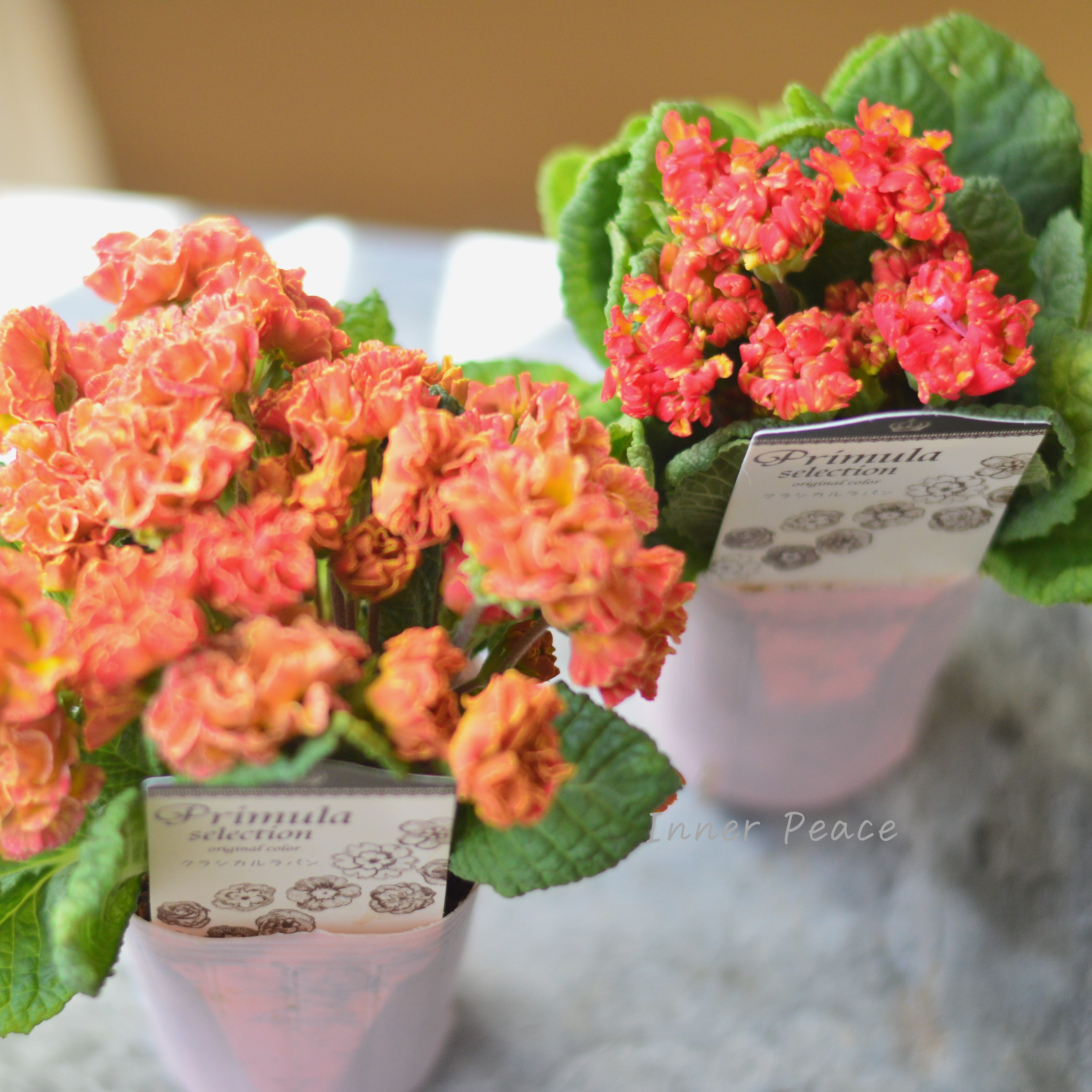 【k-plantsさん】 フリンジ咲き プリムラ 『クラシカルラパン・E』 2.5寸ロングPOT