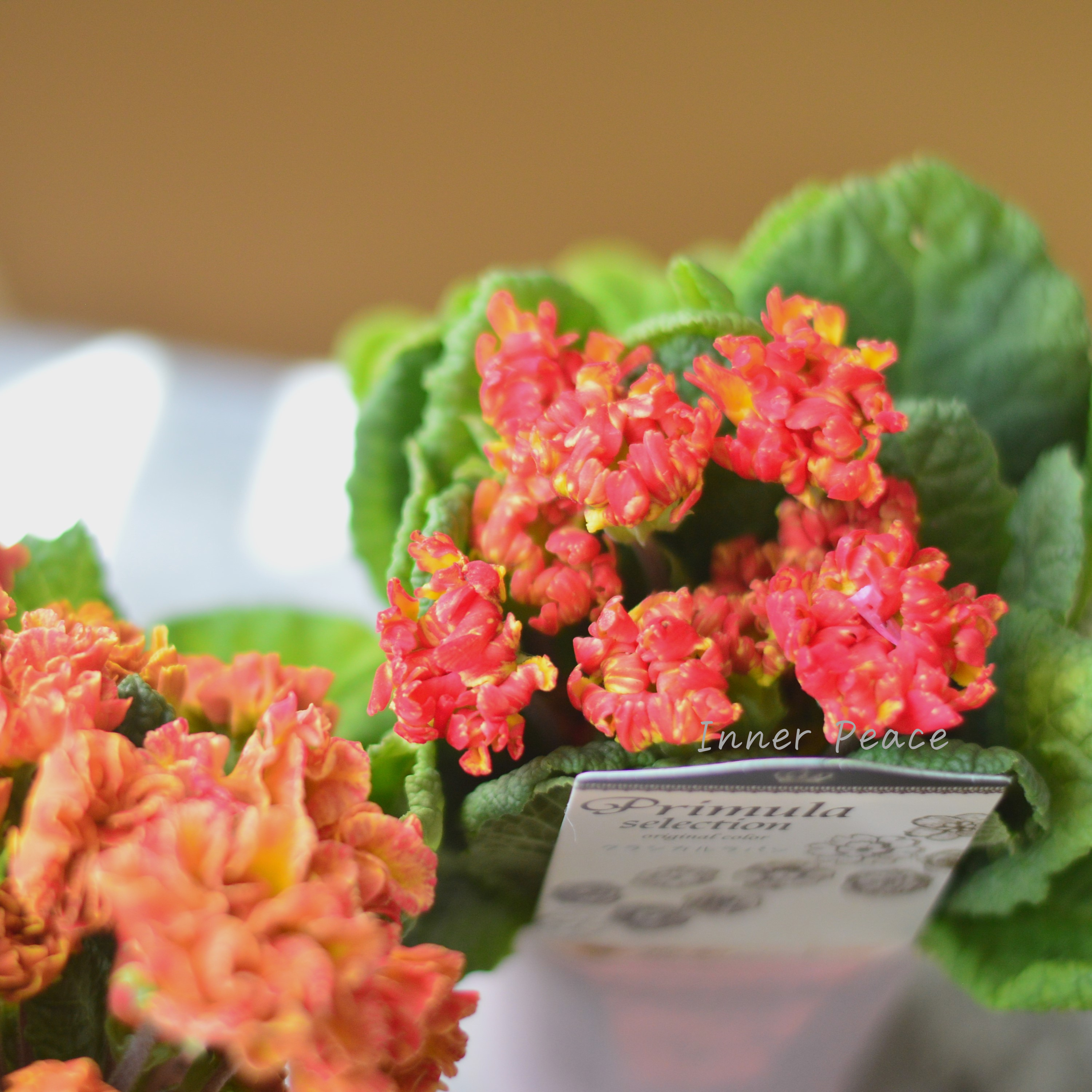 【k-plantsさん】 フリンジ咲き プリムラ 『クラシカルラパン・E』 2.5寸ロングPOT