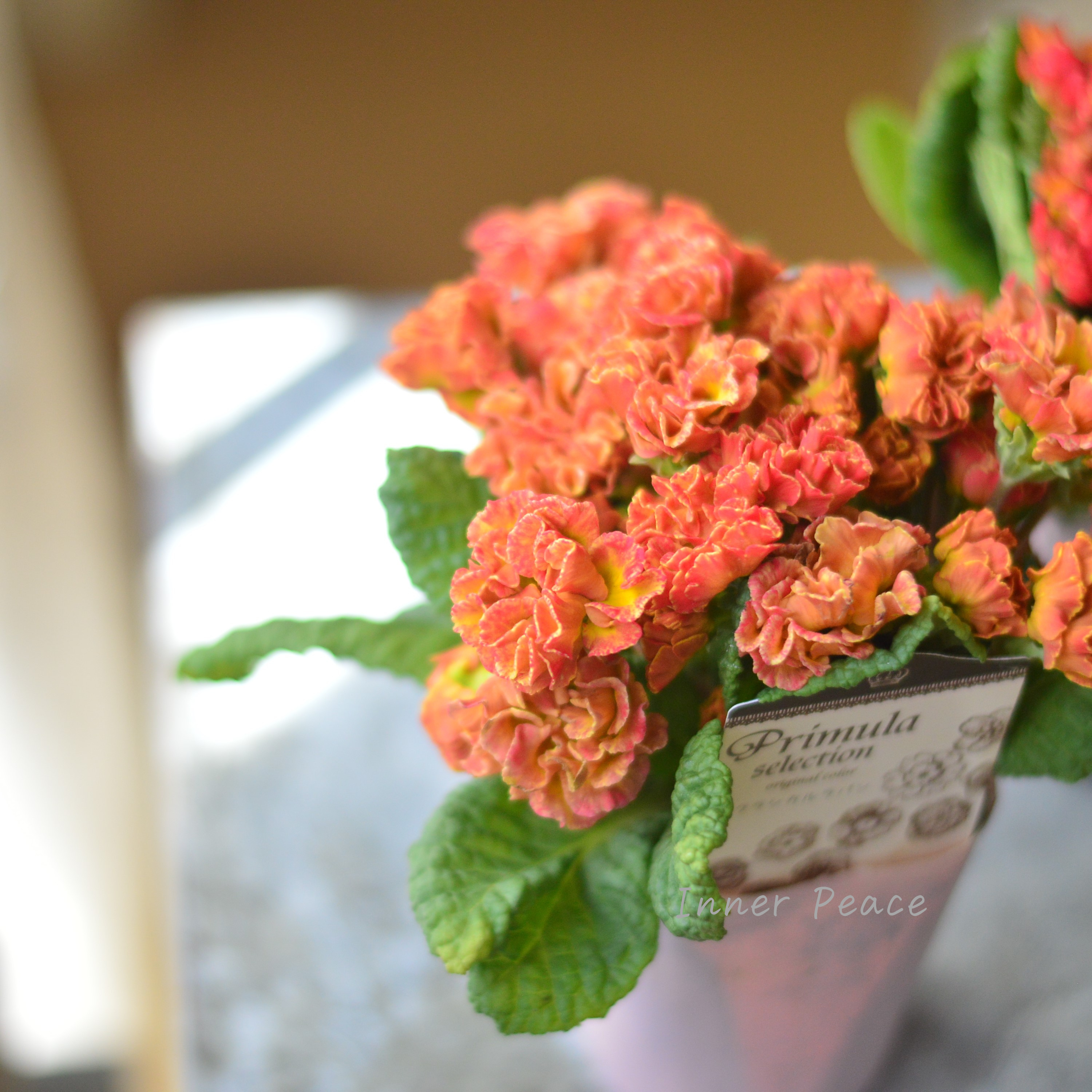 【k-plantsさん】 フリンジ咲き プリムラ 『クラシカルラパン・E』 2.5寸ロングPOT