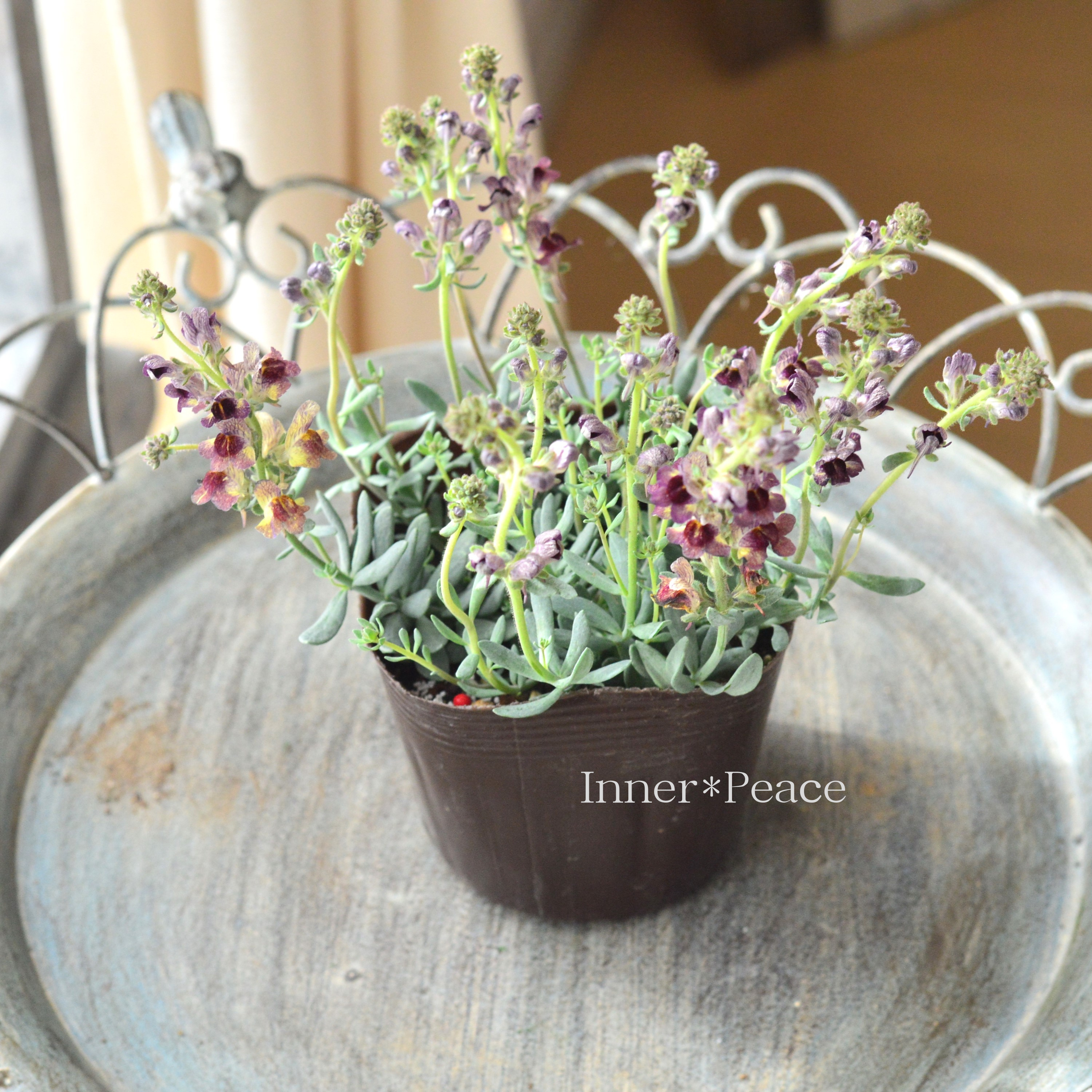 【かわいい】 リナリア 『リップルストーン・Eタイプ』 3.5寸POT