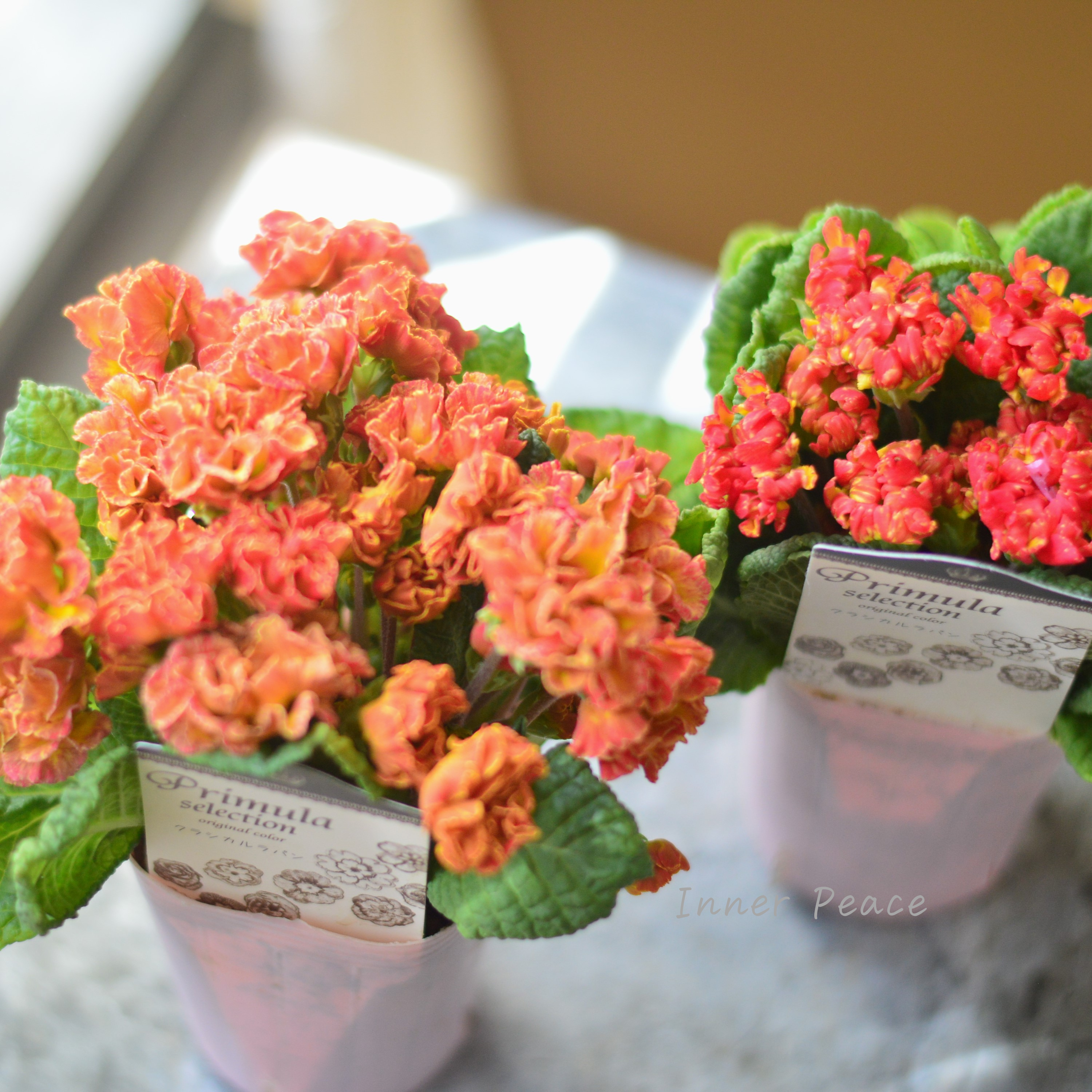 【k-plantsさん】 フリンジ咲き プリムラ 『クラシカルラパン・E』 2.5寸ロングPOT