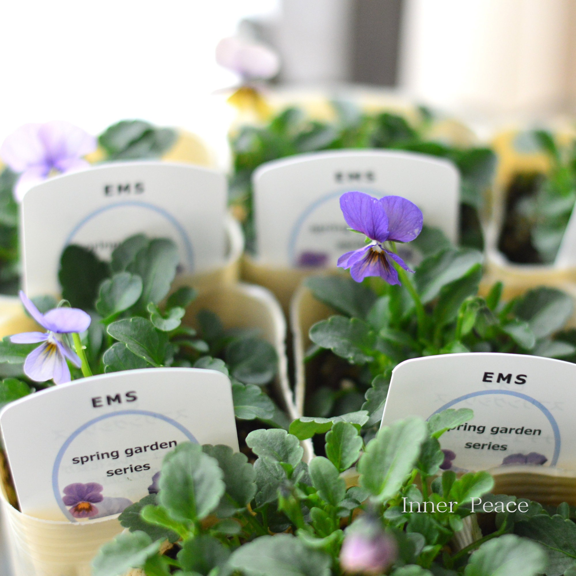 【エムズファームさん】 EMSビオラ 『スプリングガーデンシリーズ』 3寸ロングPOT