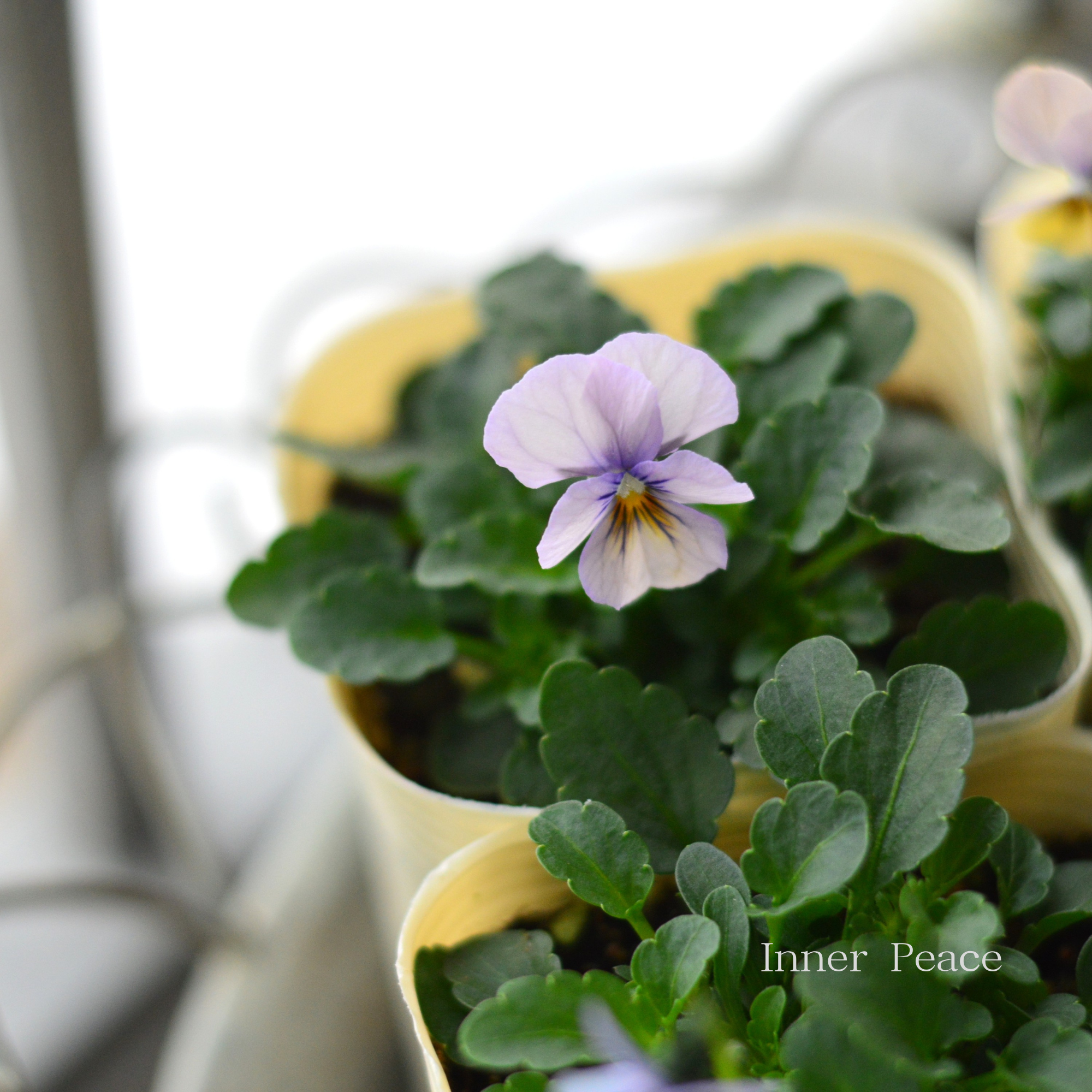 【エムズファームさん】 EMSビオラ 『スプリングガーデンシリーズ』 3寸ロングPOT