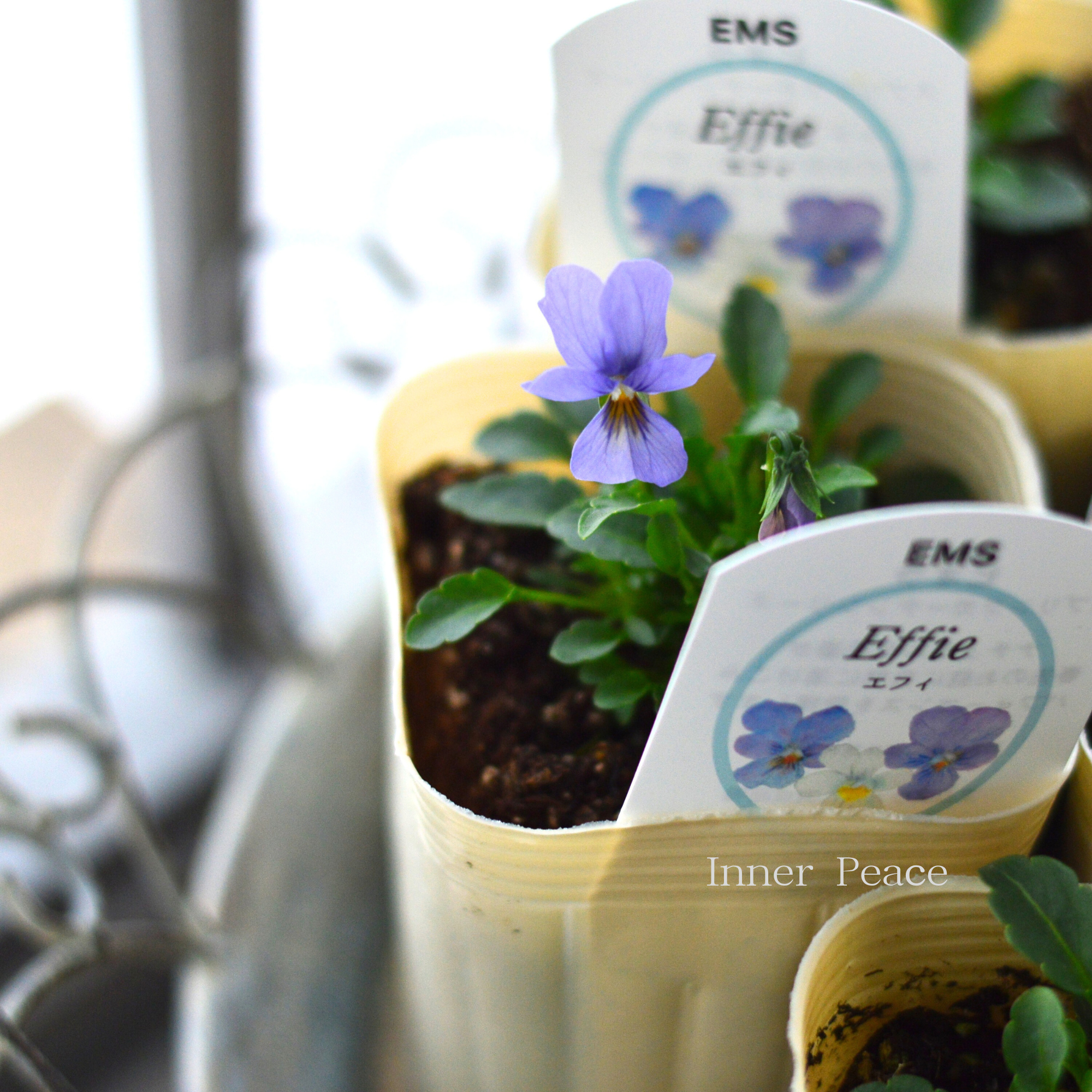 【エムズファームさん】 EMSビオラ 『Effie ~エフィ~』 3寸ロングPOT