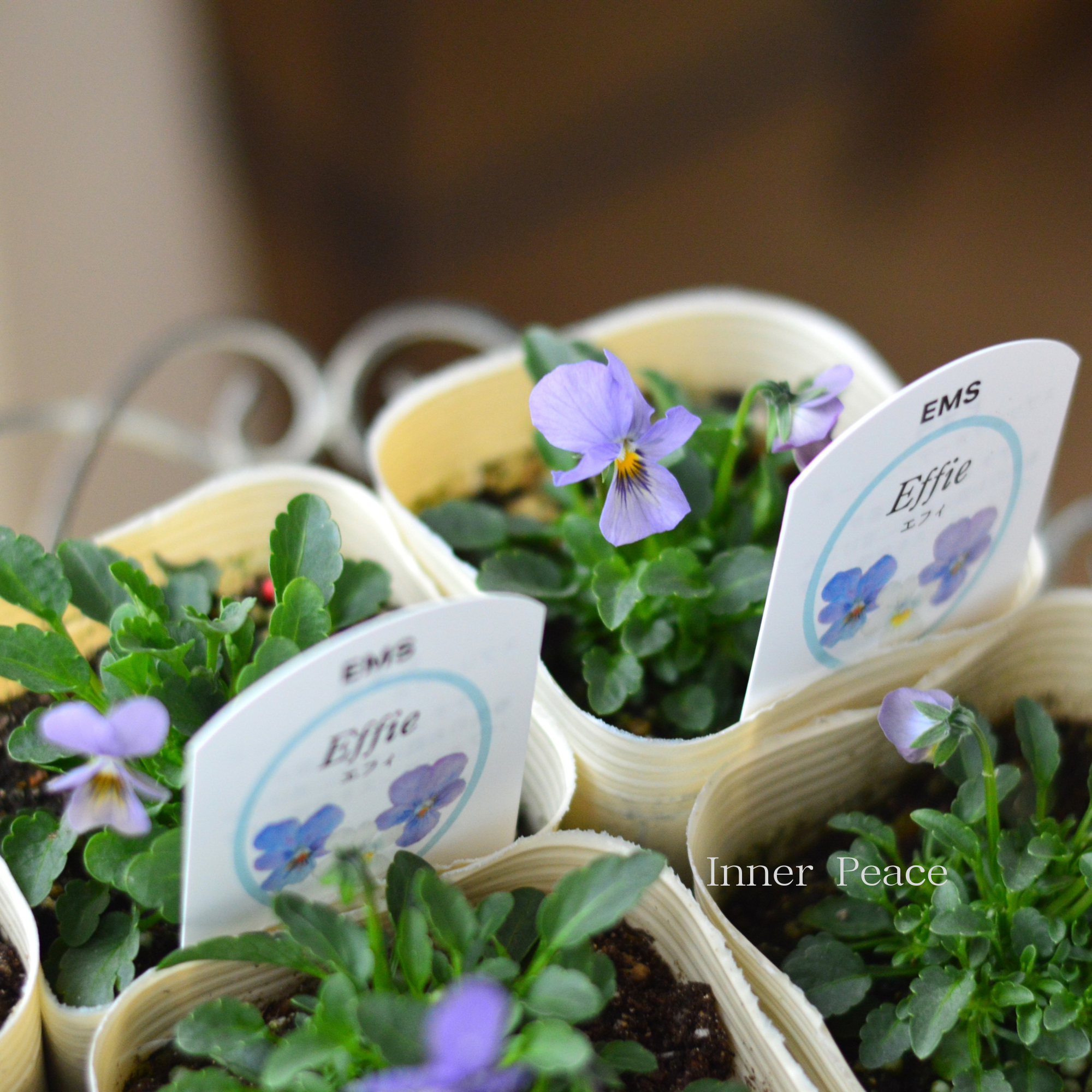 【エムズファームさん】 EMSビオラ 『Effie ~エフィ~』 3寸ロングPOT