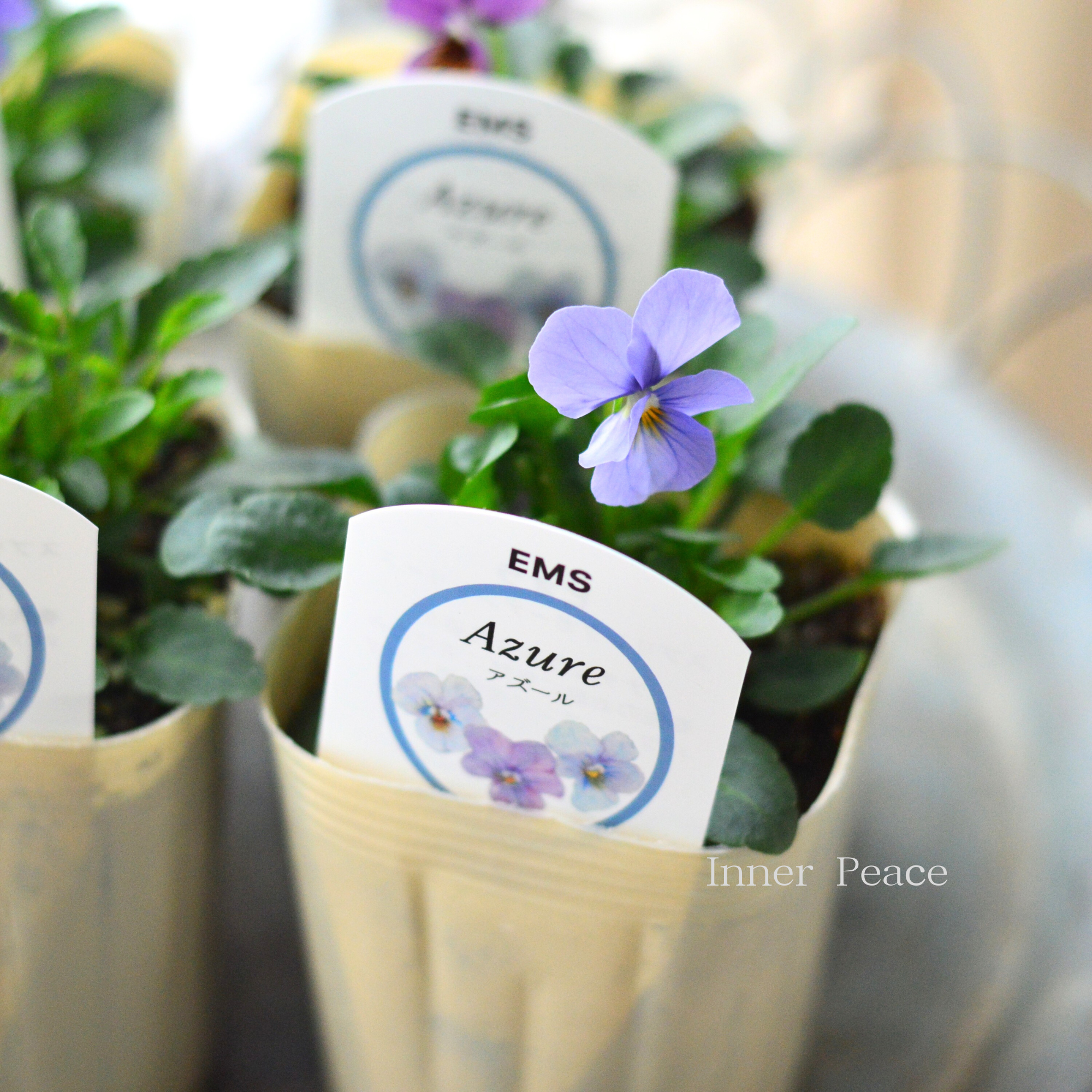【エムズファームさん】 EMSビオラ 『Azure ~アズール~』 3寸ロングPOT