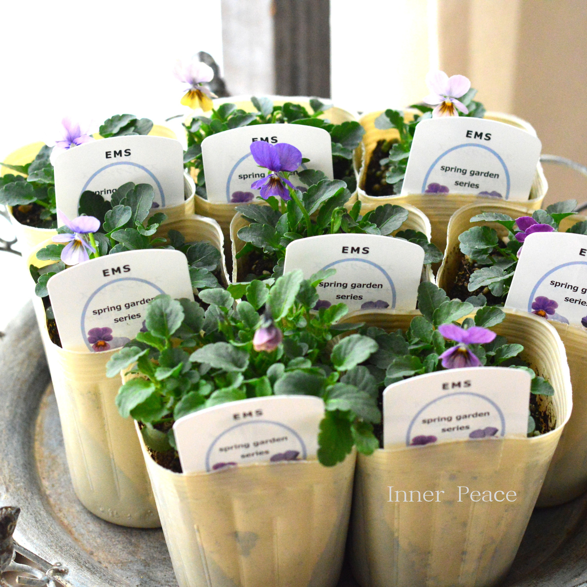 【エムズファームさん】 EMSビオラ 『スプリングガーデンシリーズ』 3寸ロングPOT
