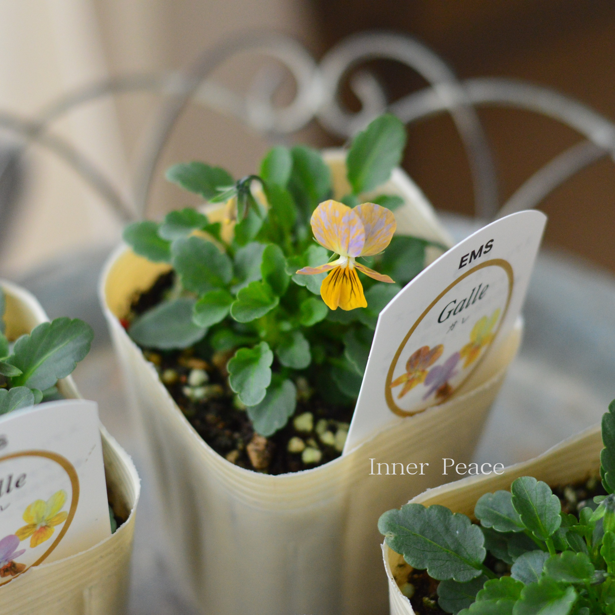 【エムズファームさん】 EMSビオラ 『Galle ~ガレ~』 3寸ロングPOT