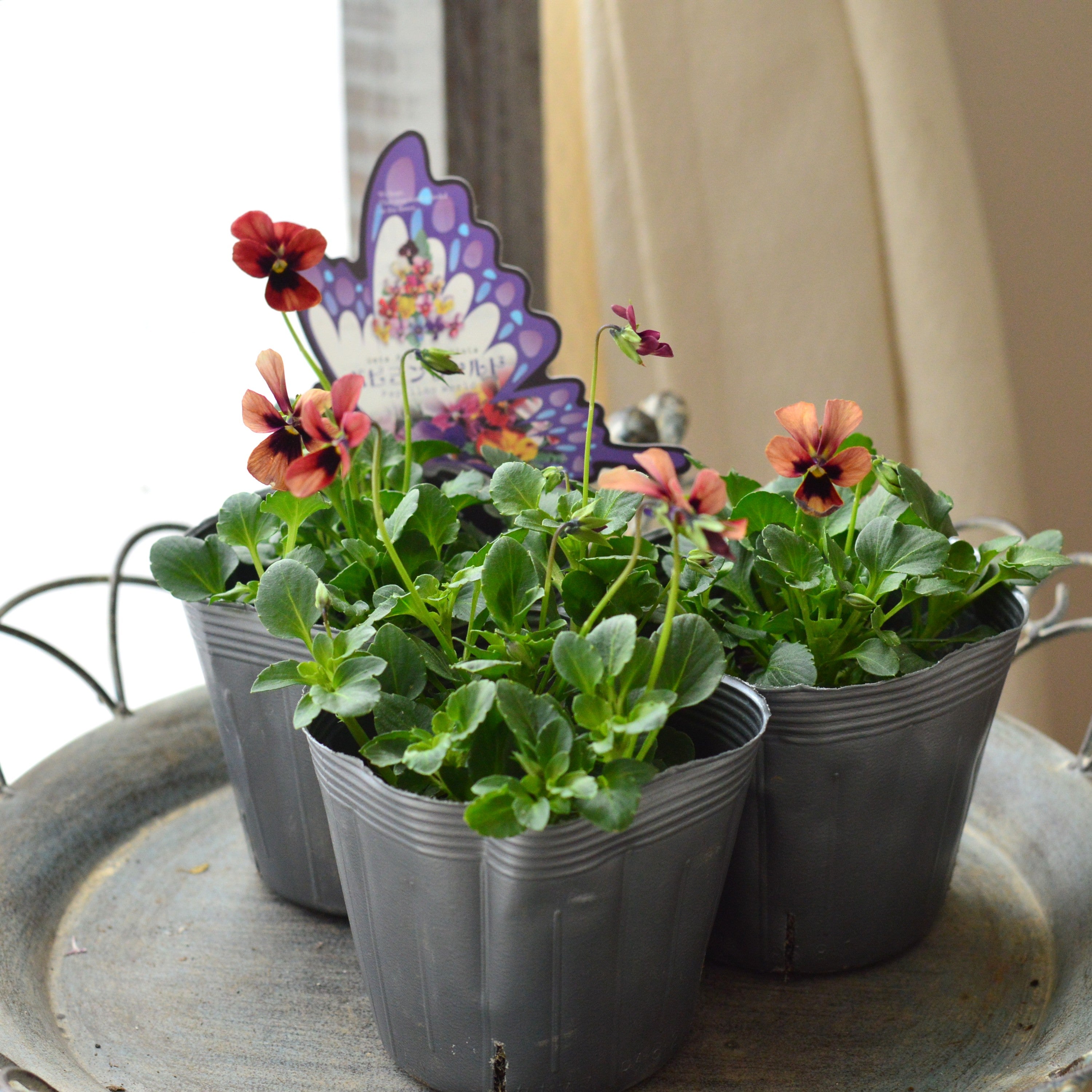 【うえたさん育種】 ビオラ 『パピヨンワールド・E』 3.5寸POT