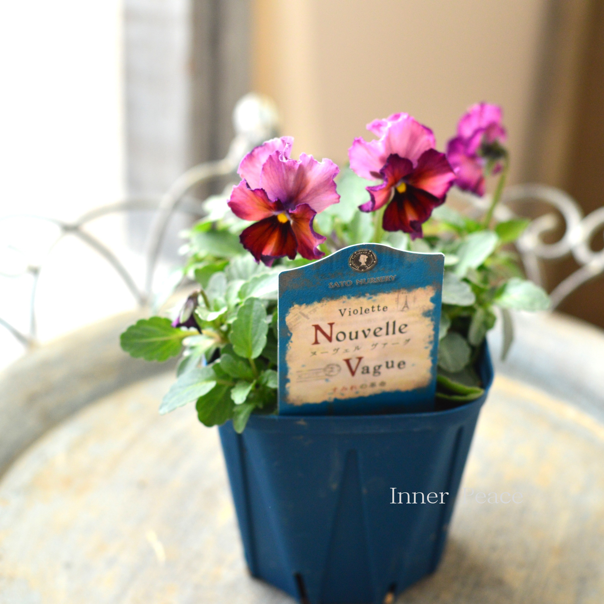 【サトウ園芸さん】 ビオラ 『ヌーベルヴァーグ~すみれの革命~ E』 3.5寸硬質POT
