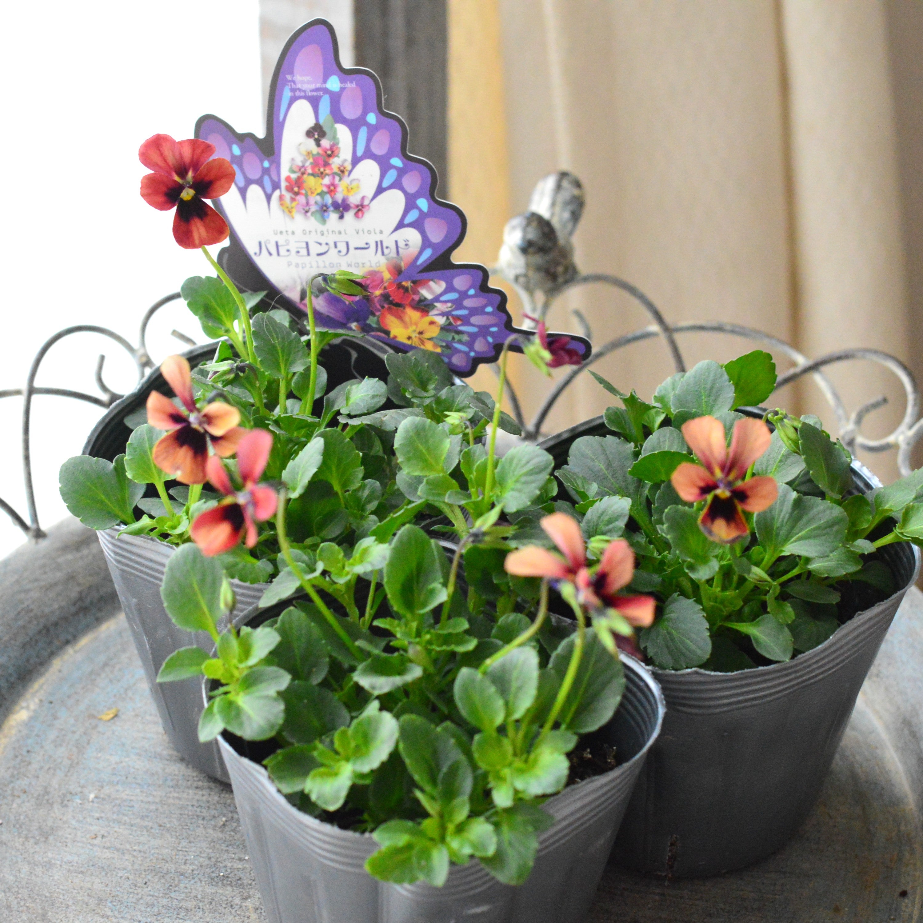 【うえたさん育種】 ビオラ 『パピヨンワールド・E』 3.5寸POT